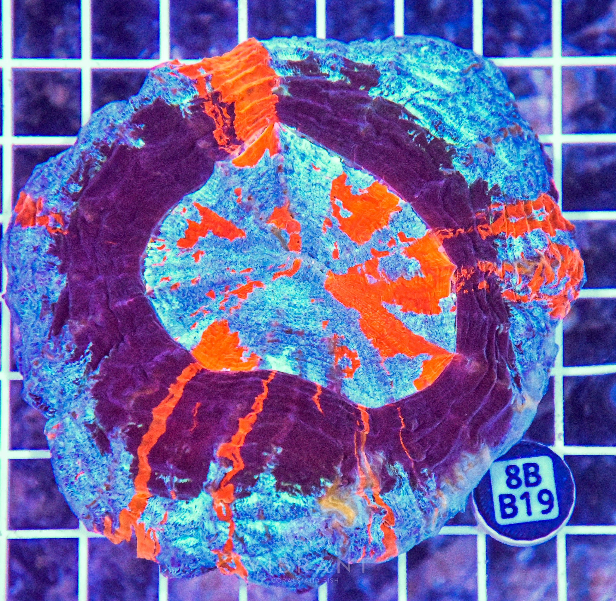 Acanthophyllia INDO W