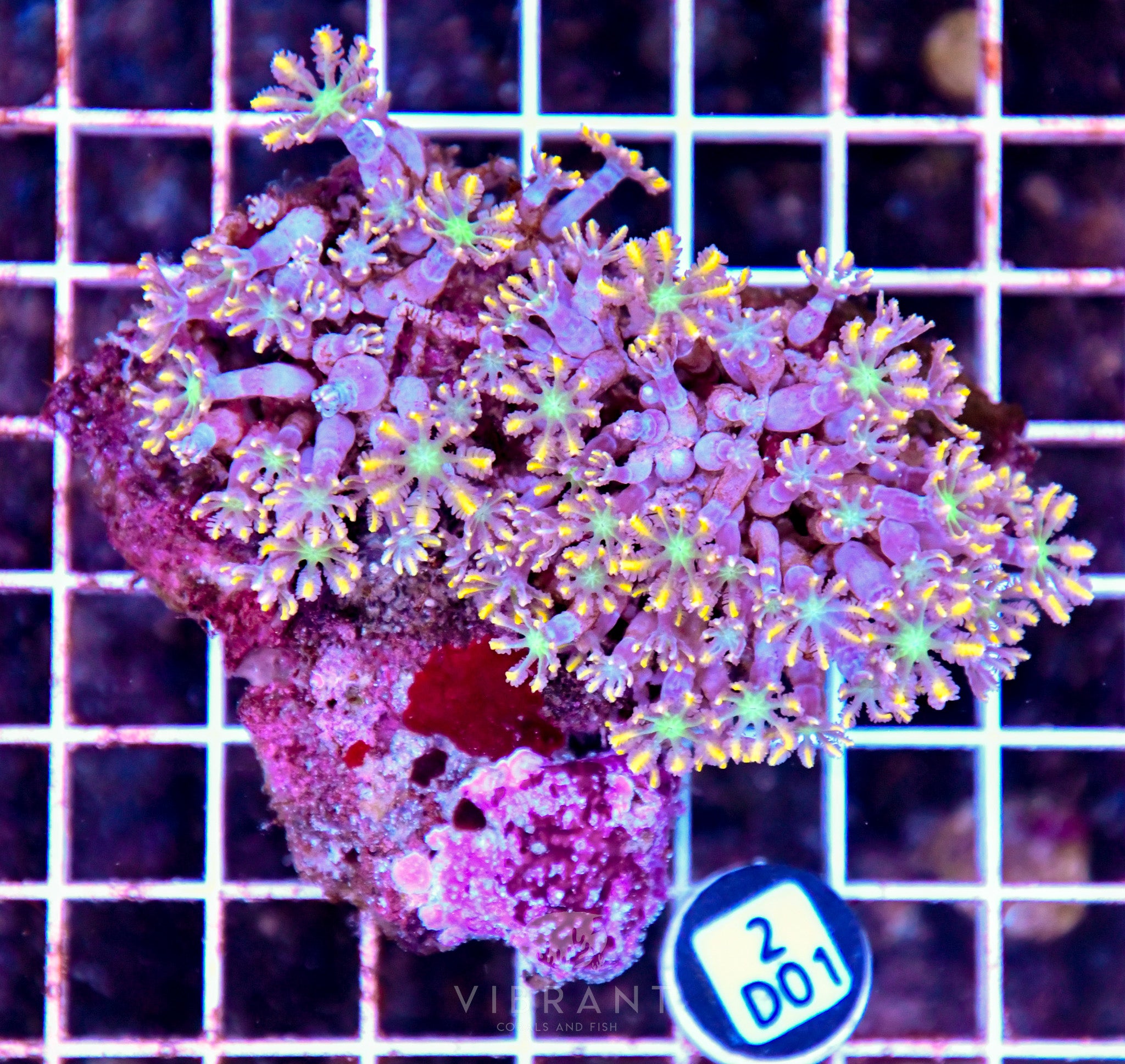 Clove Polyp INDO W