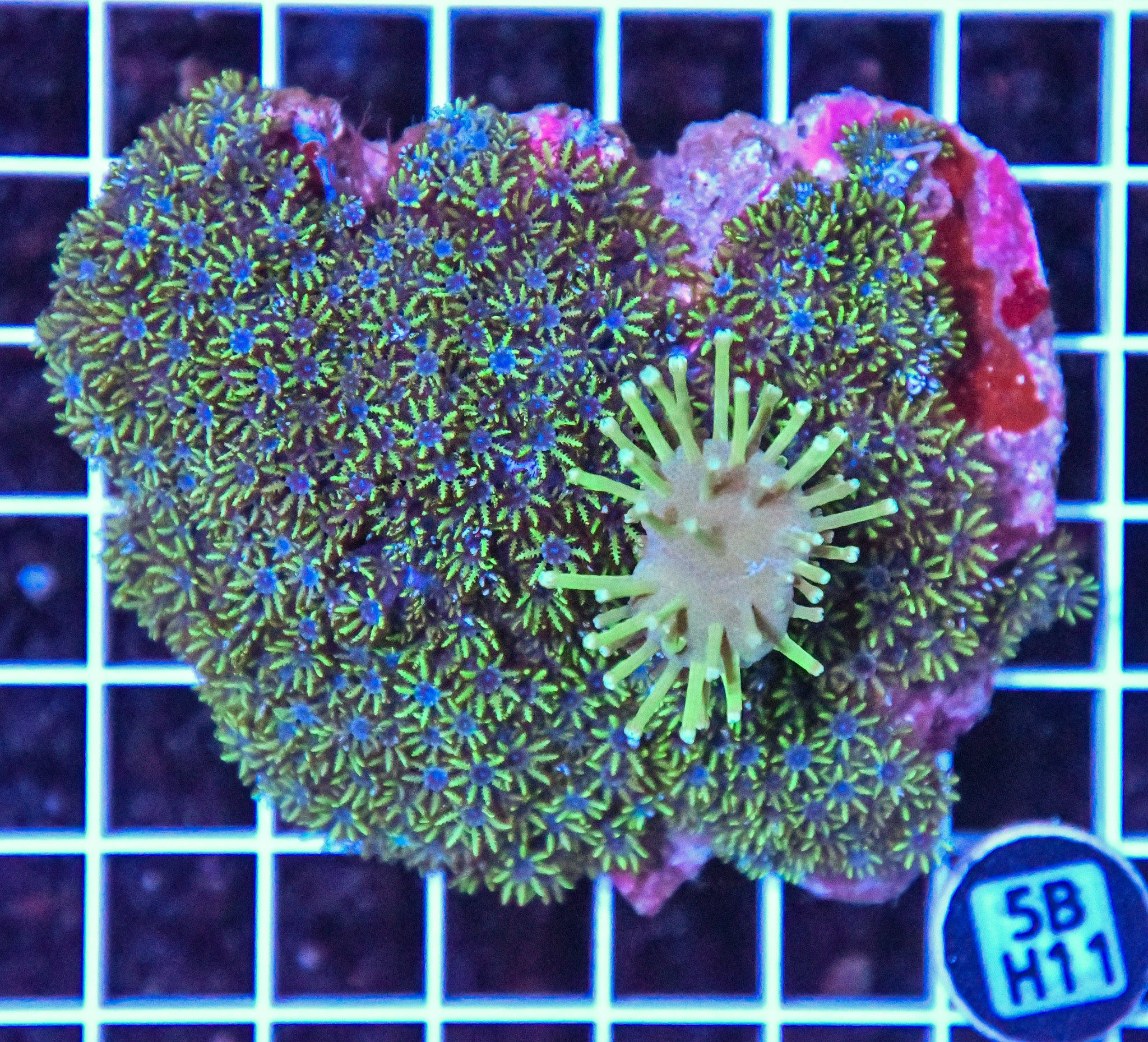 Bluew Sympodium INDO W