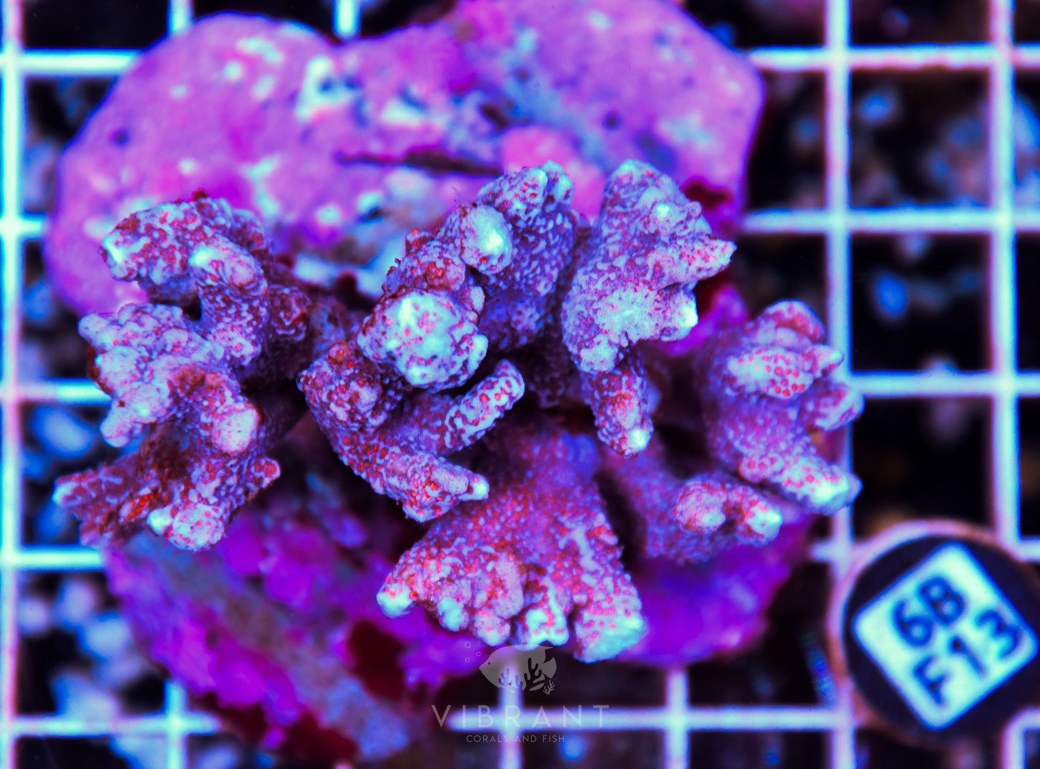 Montipora Digitata INDO