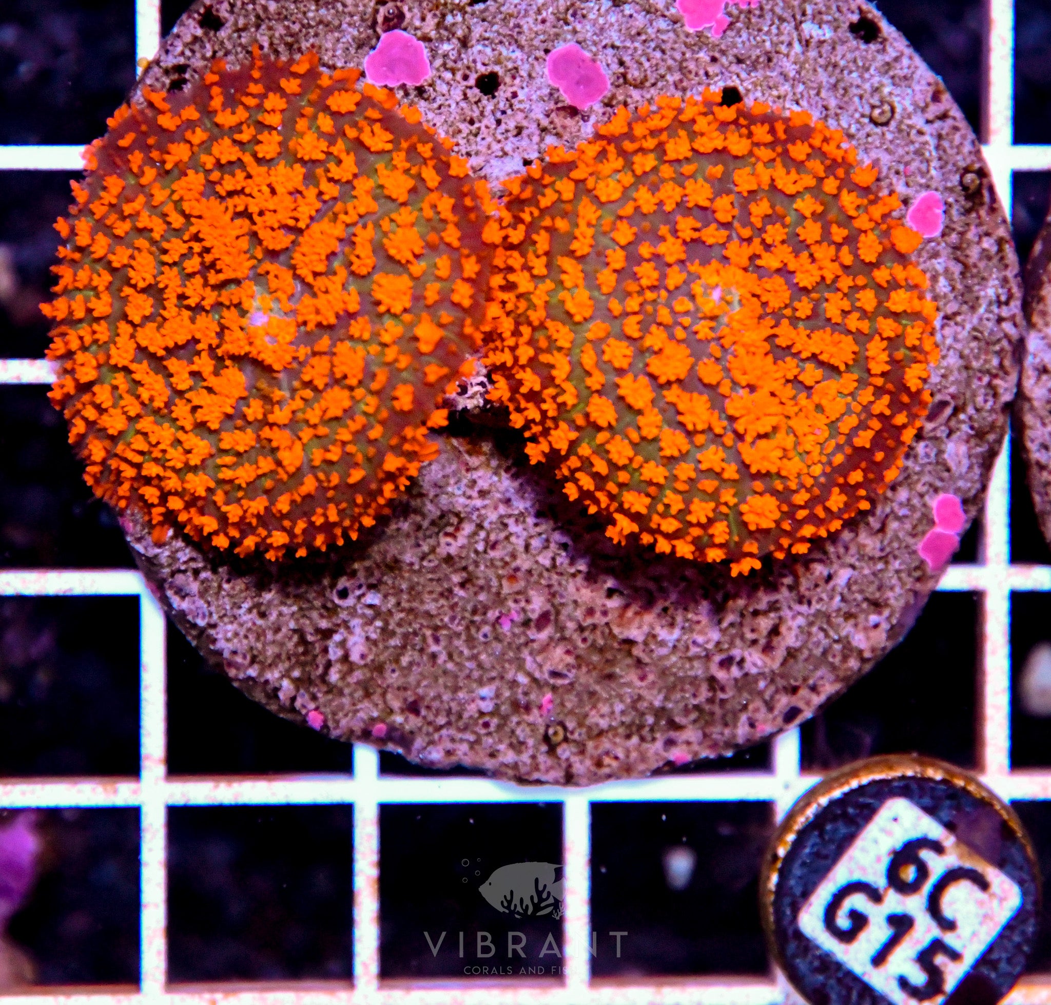 Mushroom INDO