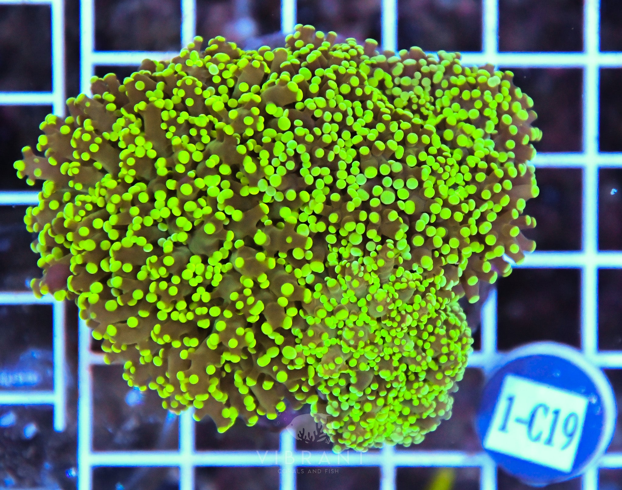 Yaeyamaensis Branching INDO