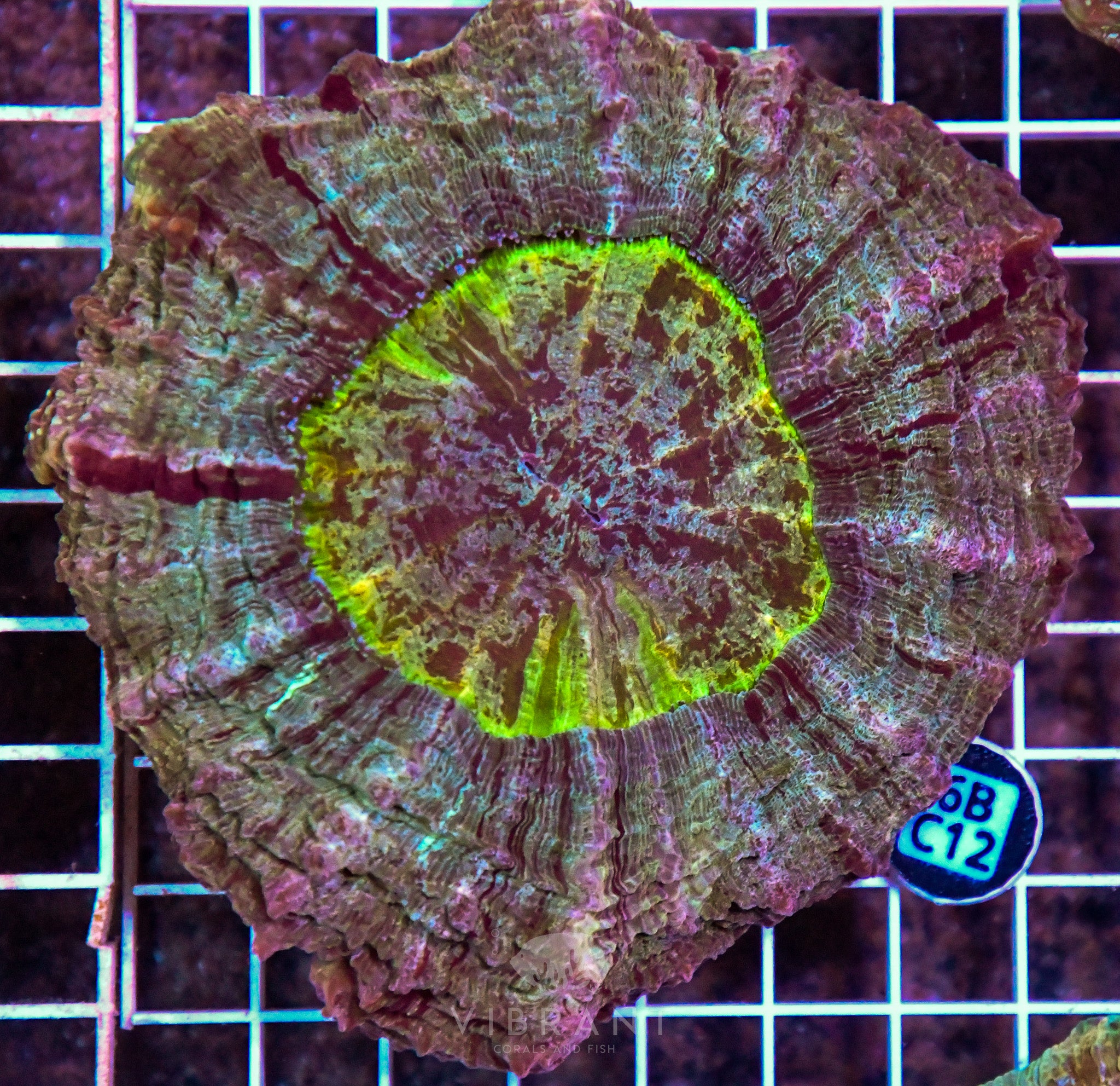 Acanthophyllia INDO W