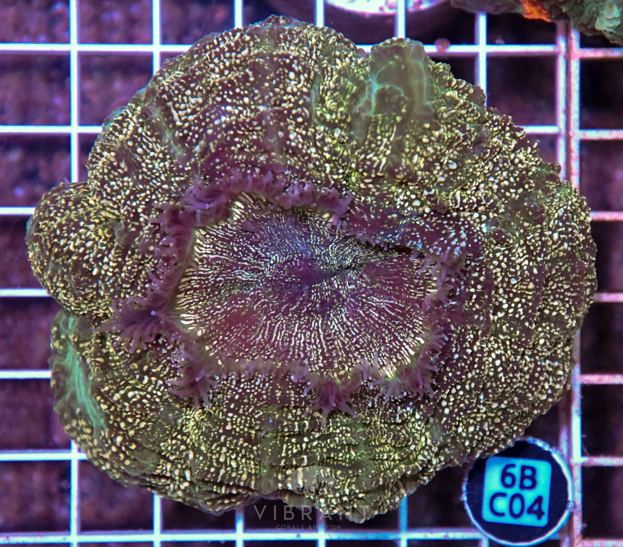 Acanthophyllia INDO W