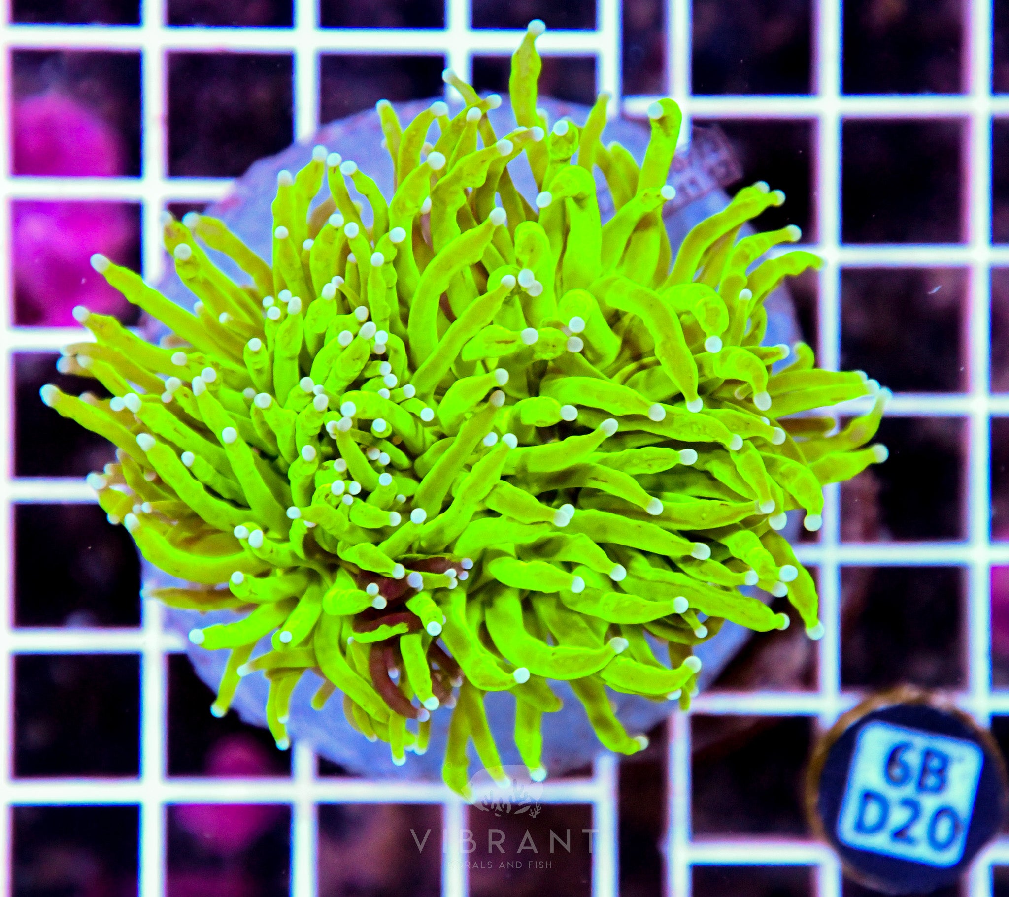 Torch INDO GRAFTED