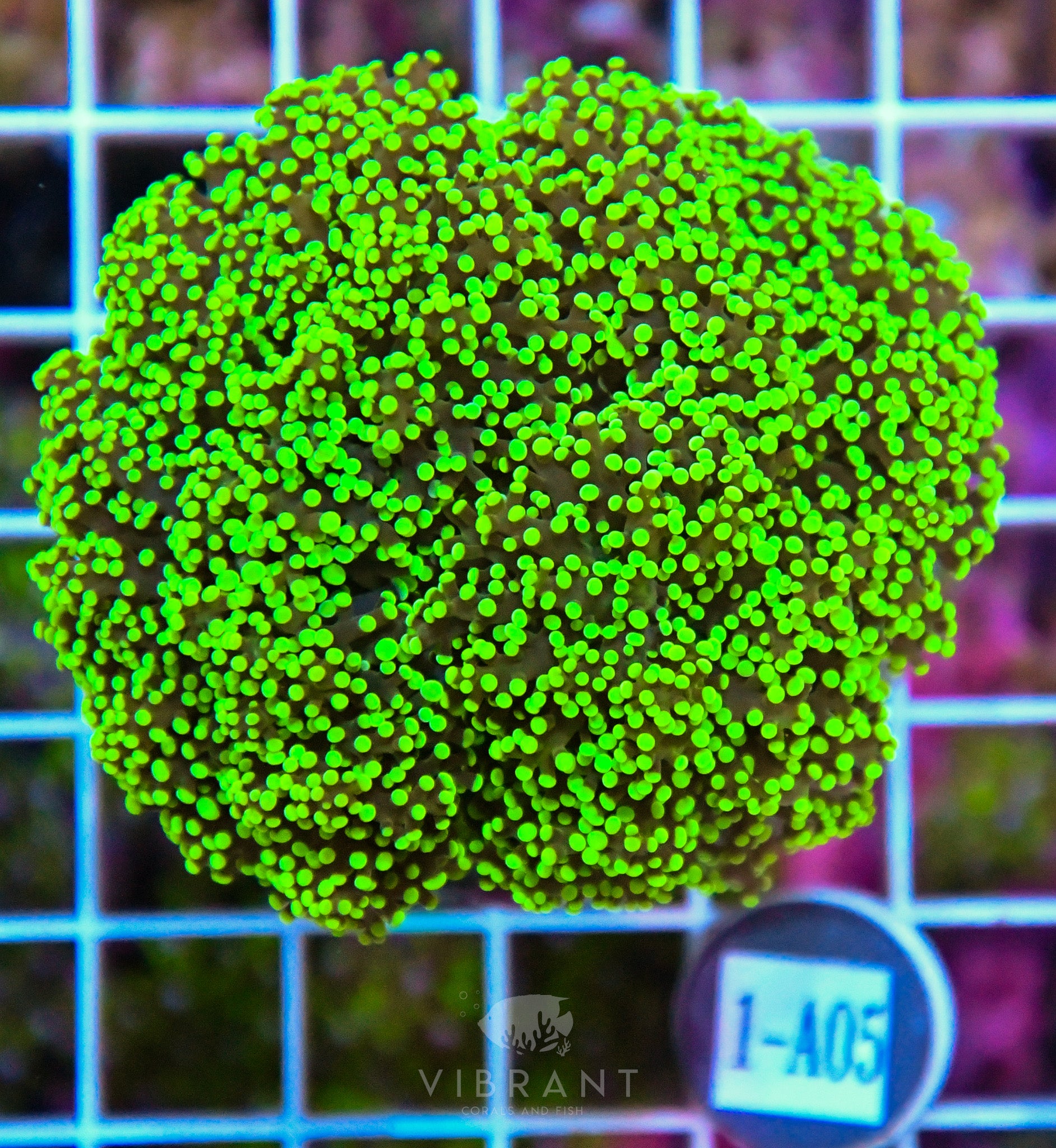 Yaeyamaensis Branching INDO