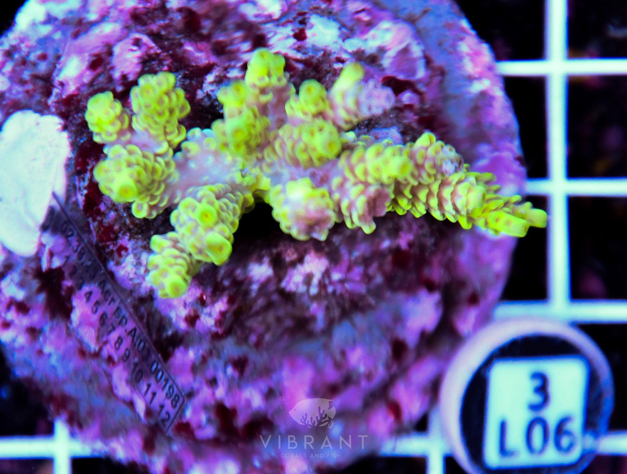 Acro INDO