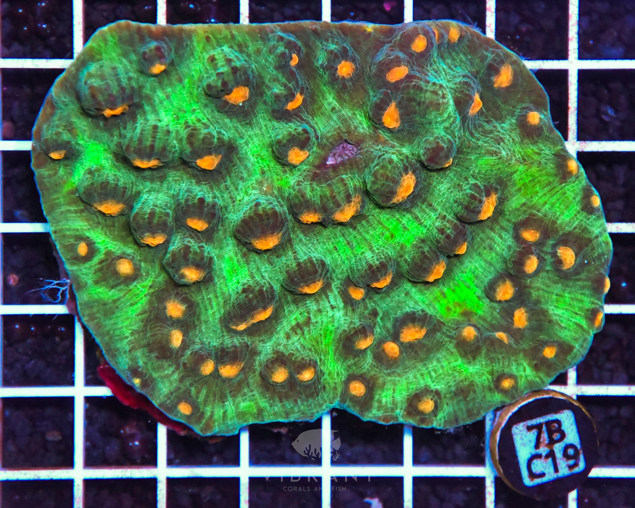 Chalice Ultra INDO W