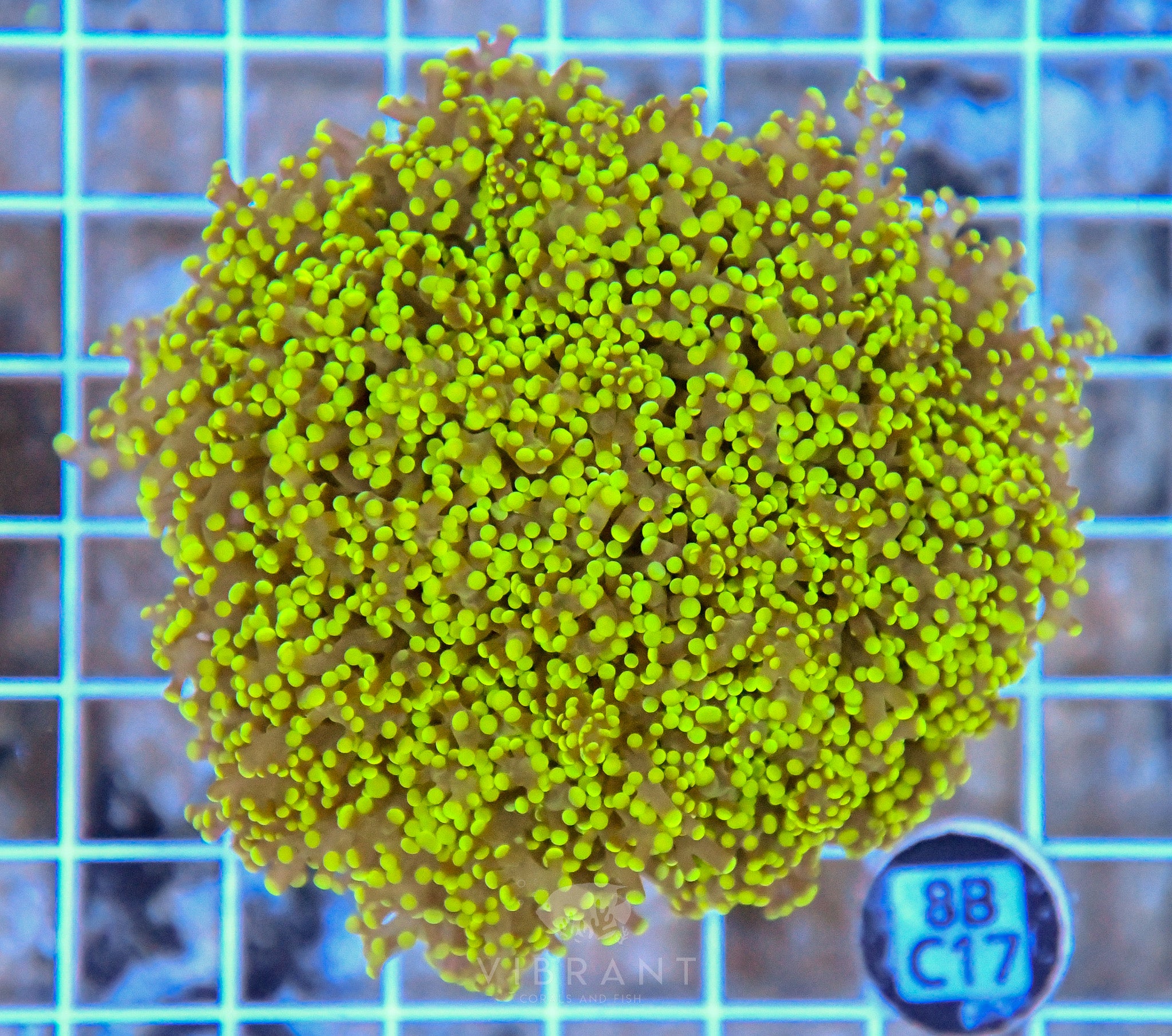 Yaeyamaensis Branching INDO