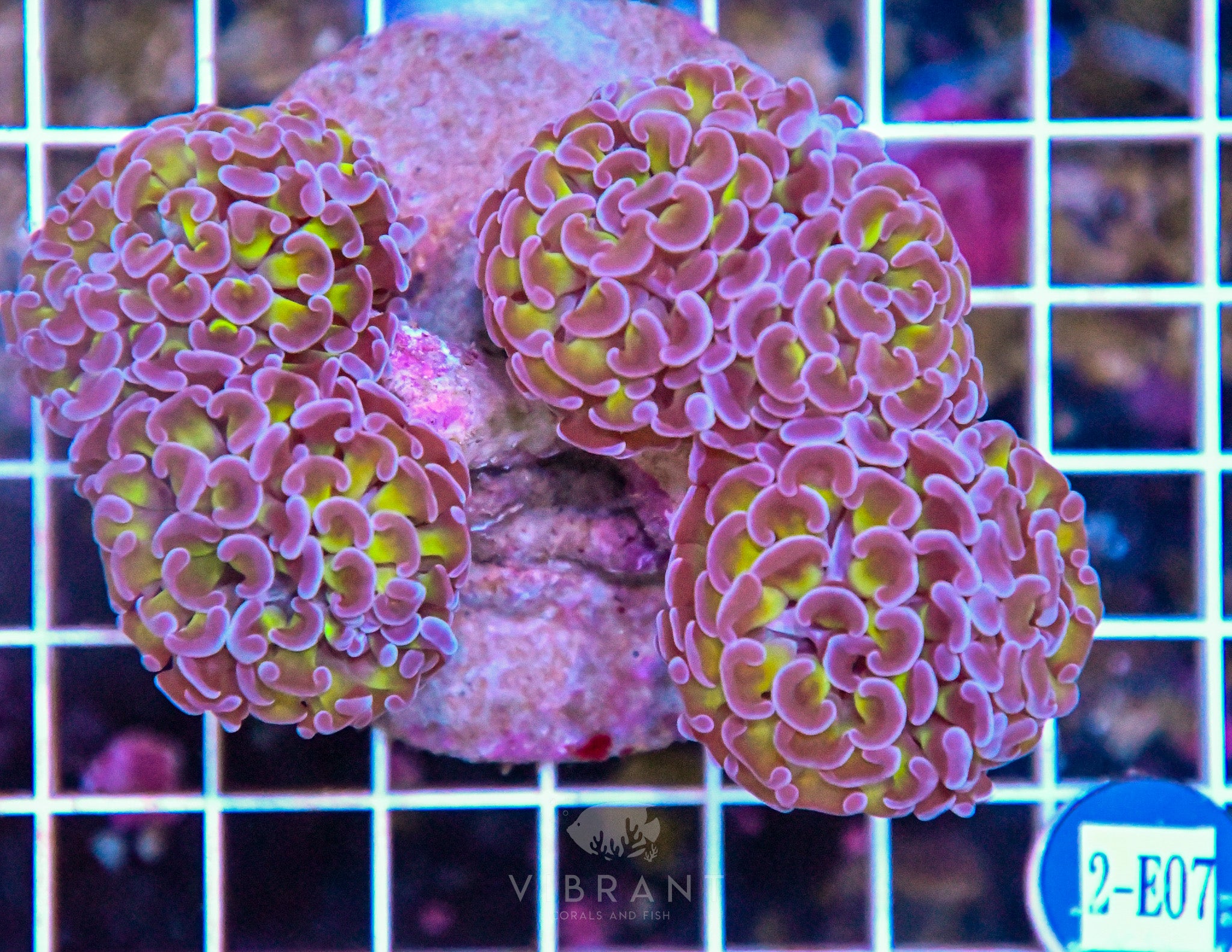 Hammer Branching INDO