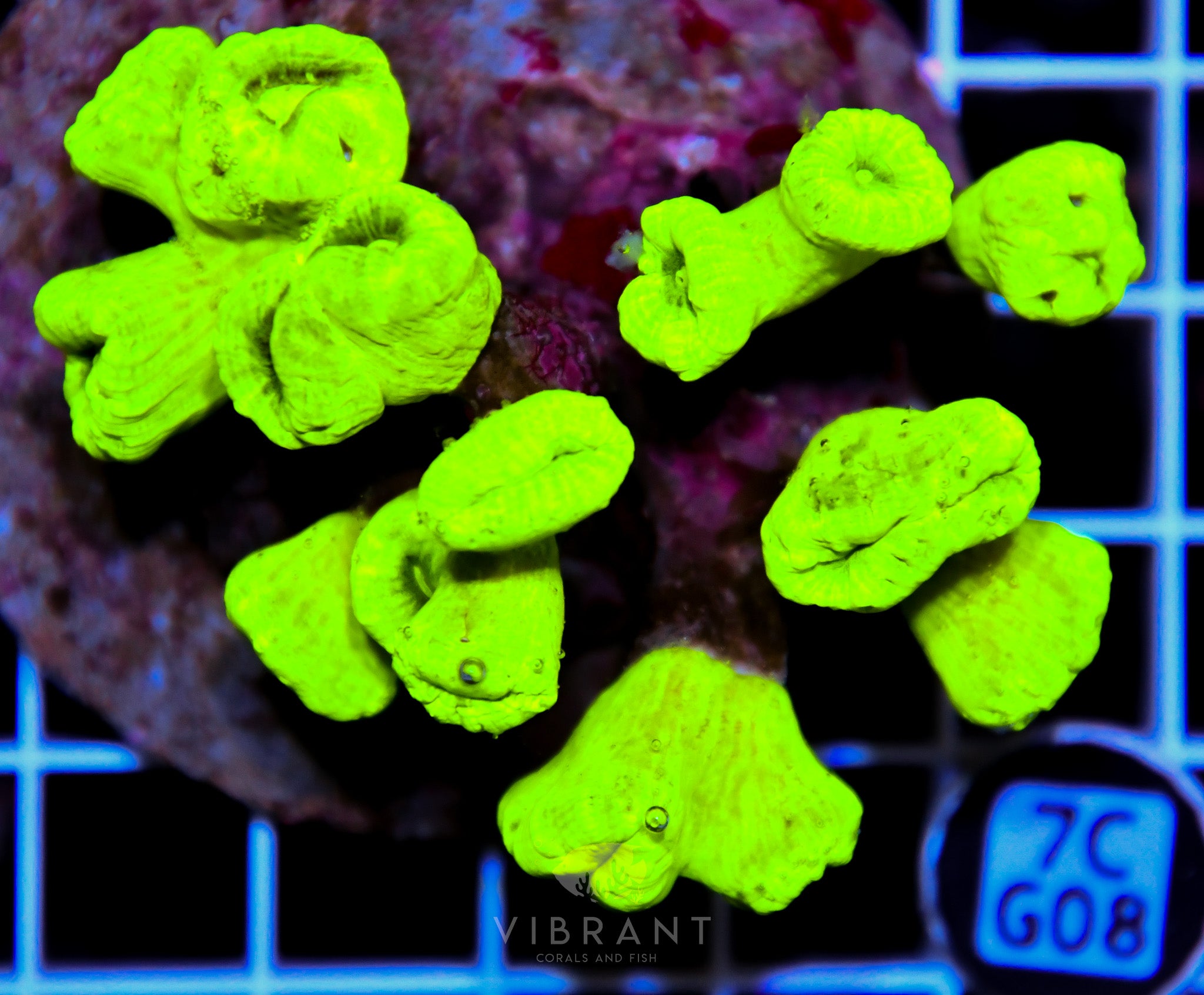 Candy Cane INDO