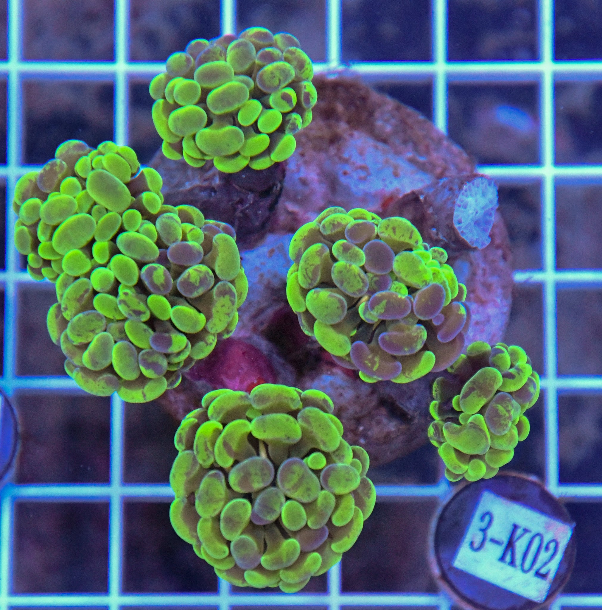 Hammer Branching INDO