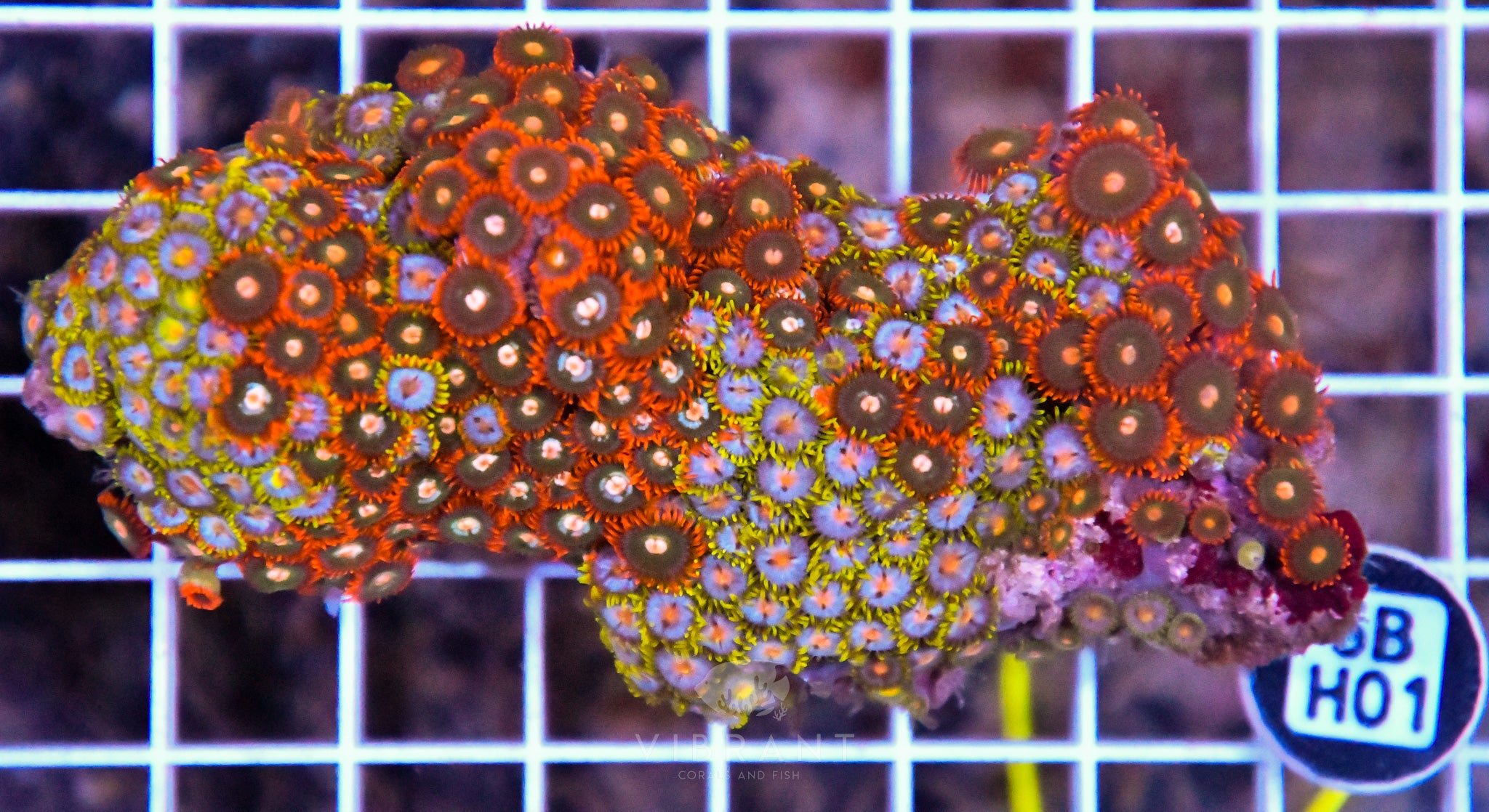 Zoa INDO W
