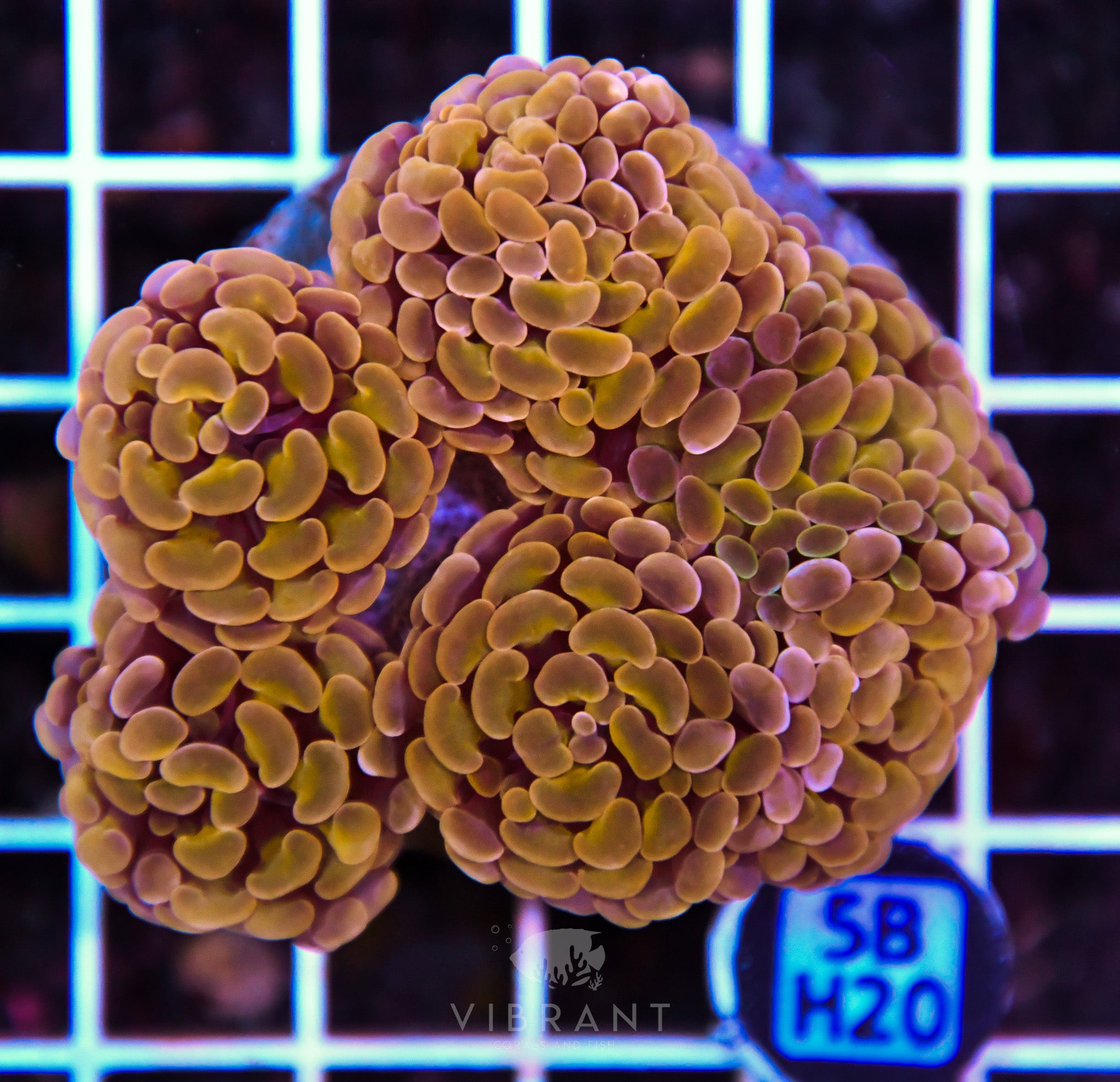 Hammer Branching INDO