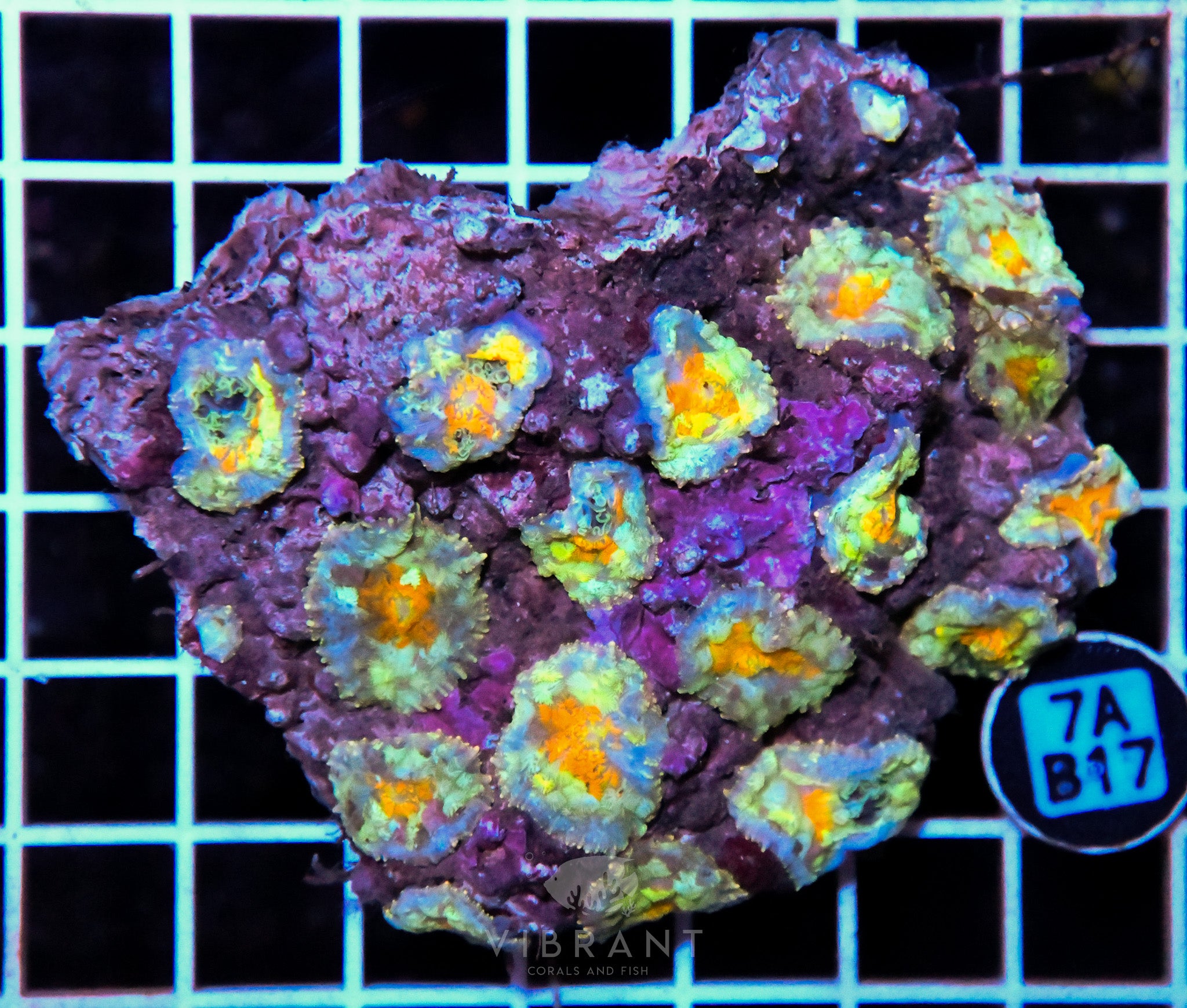 Mushroom INDO W