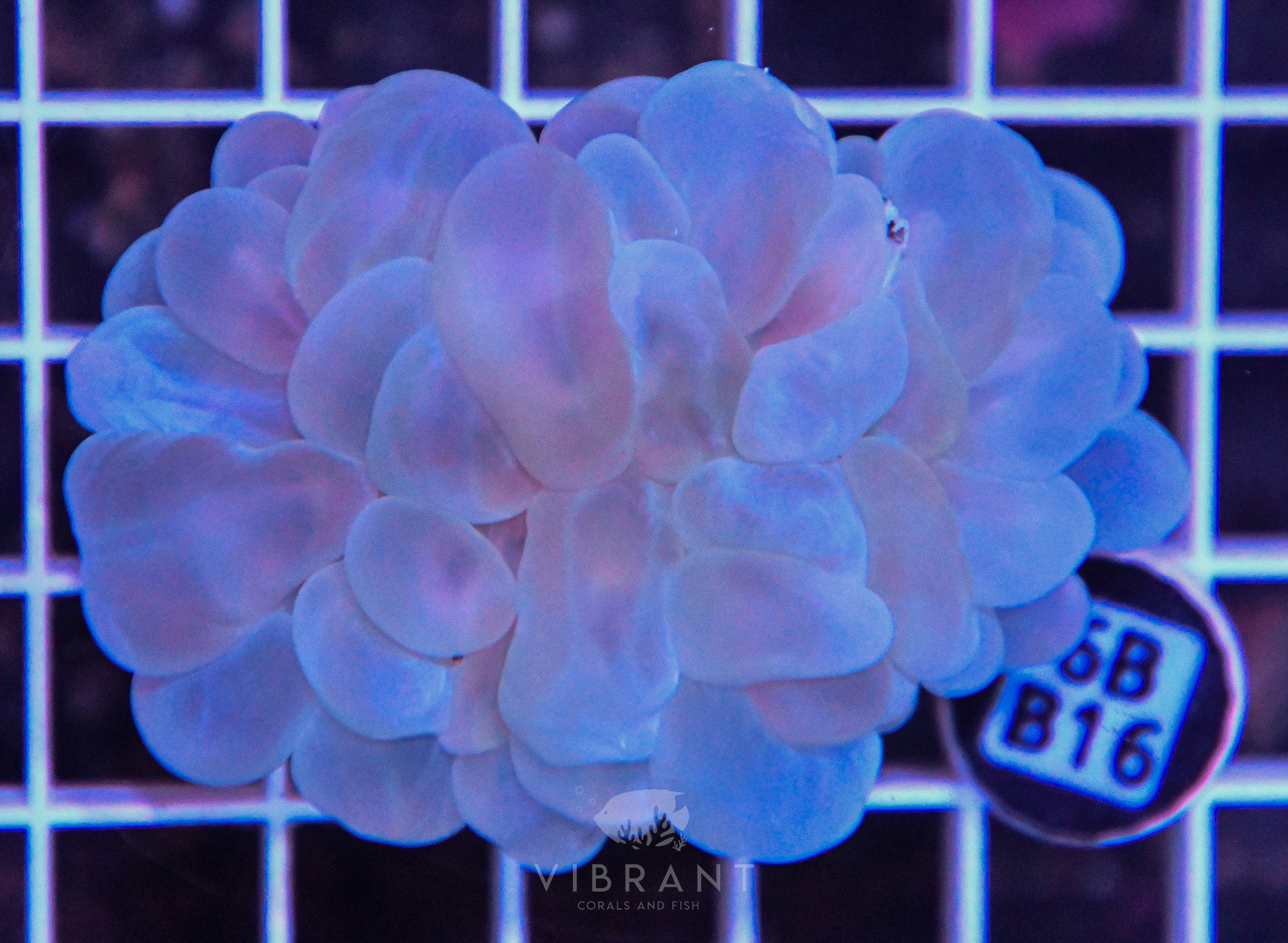 Bubble Coral SOL