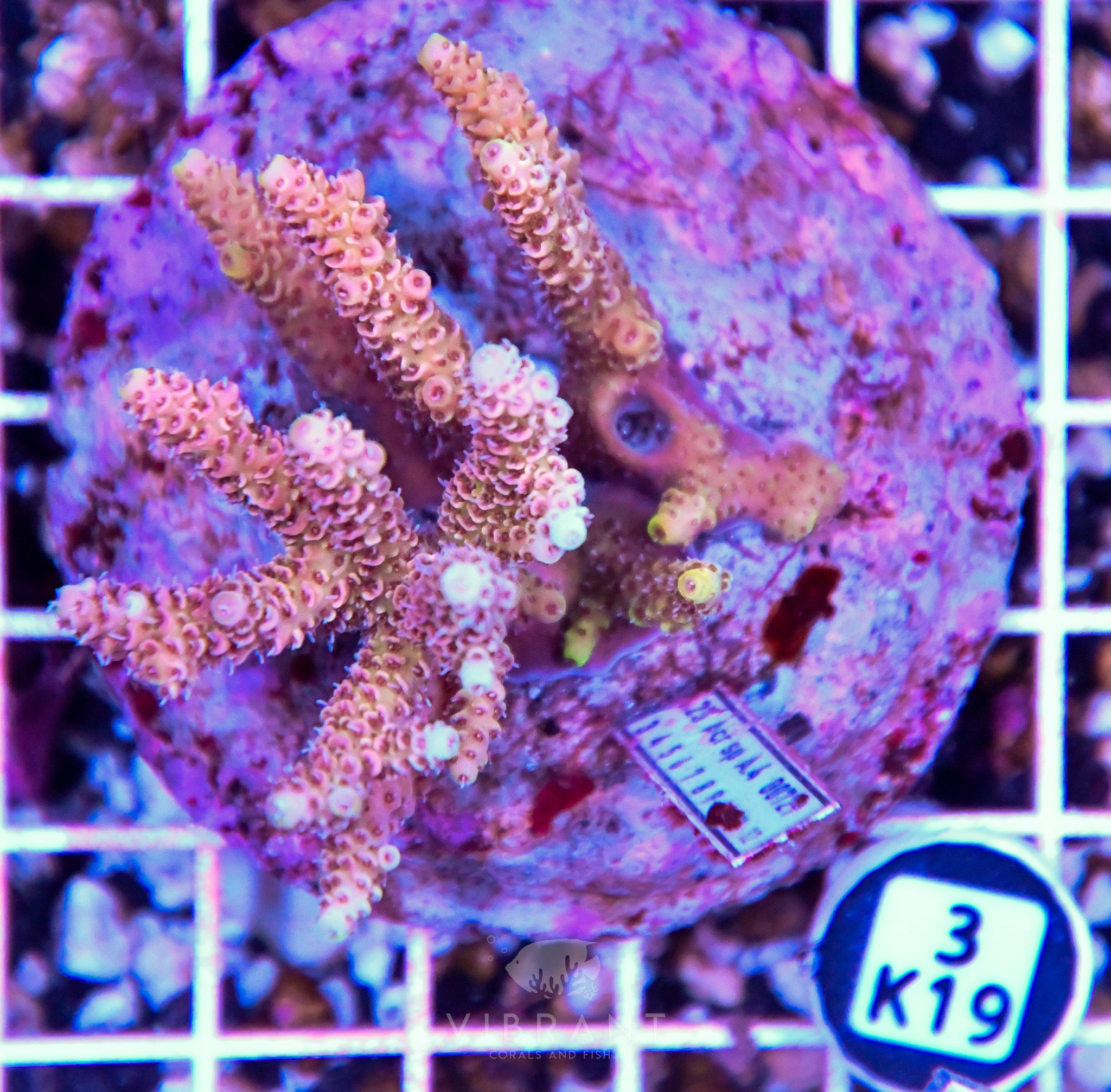 Acro INDO
