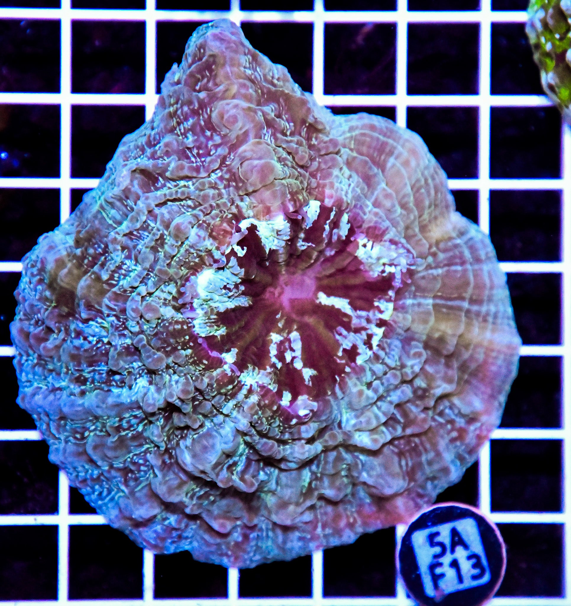 Acanthophyllia AUS