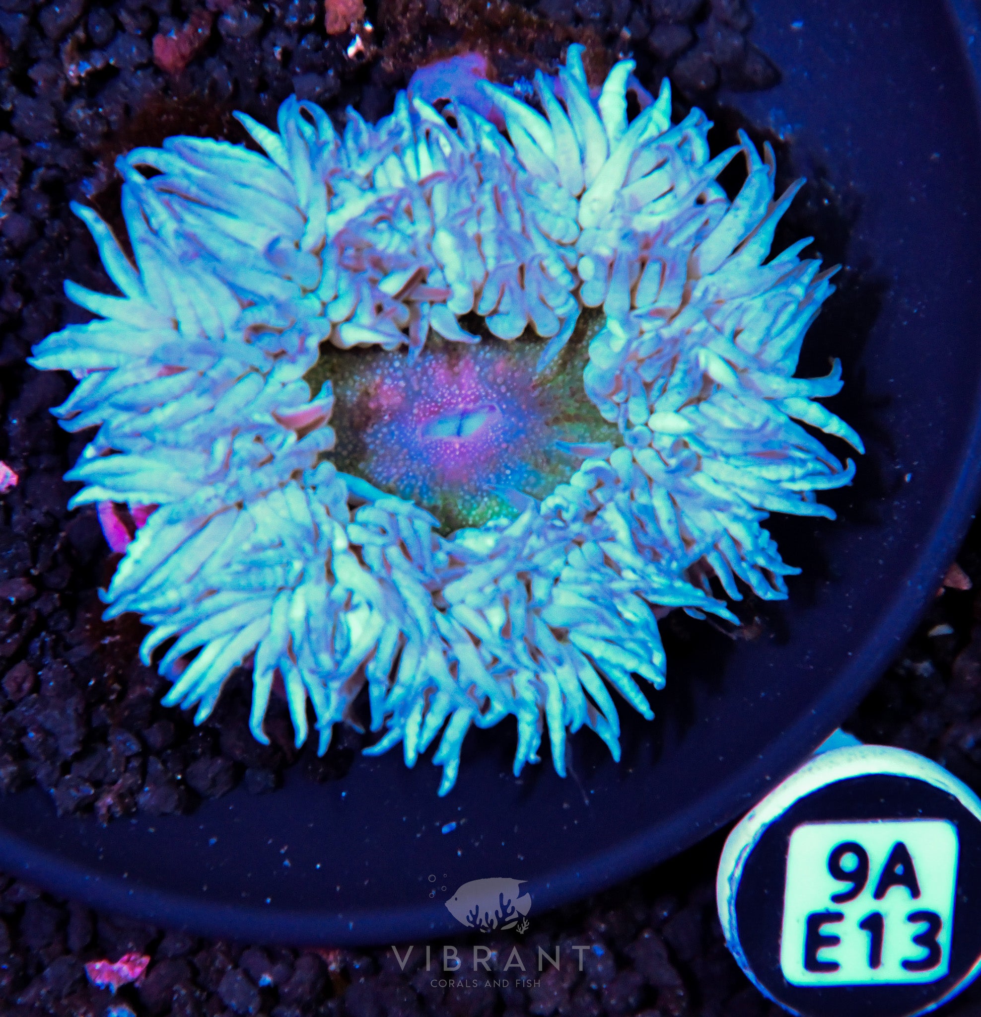 Rock Flower Anemone