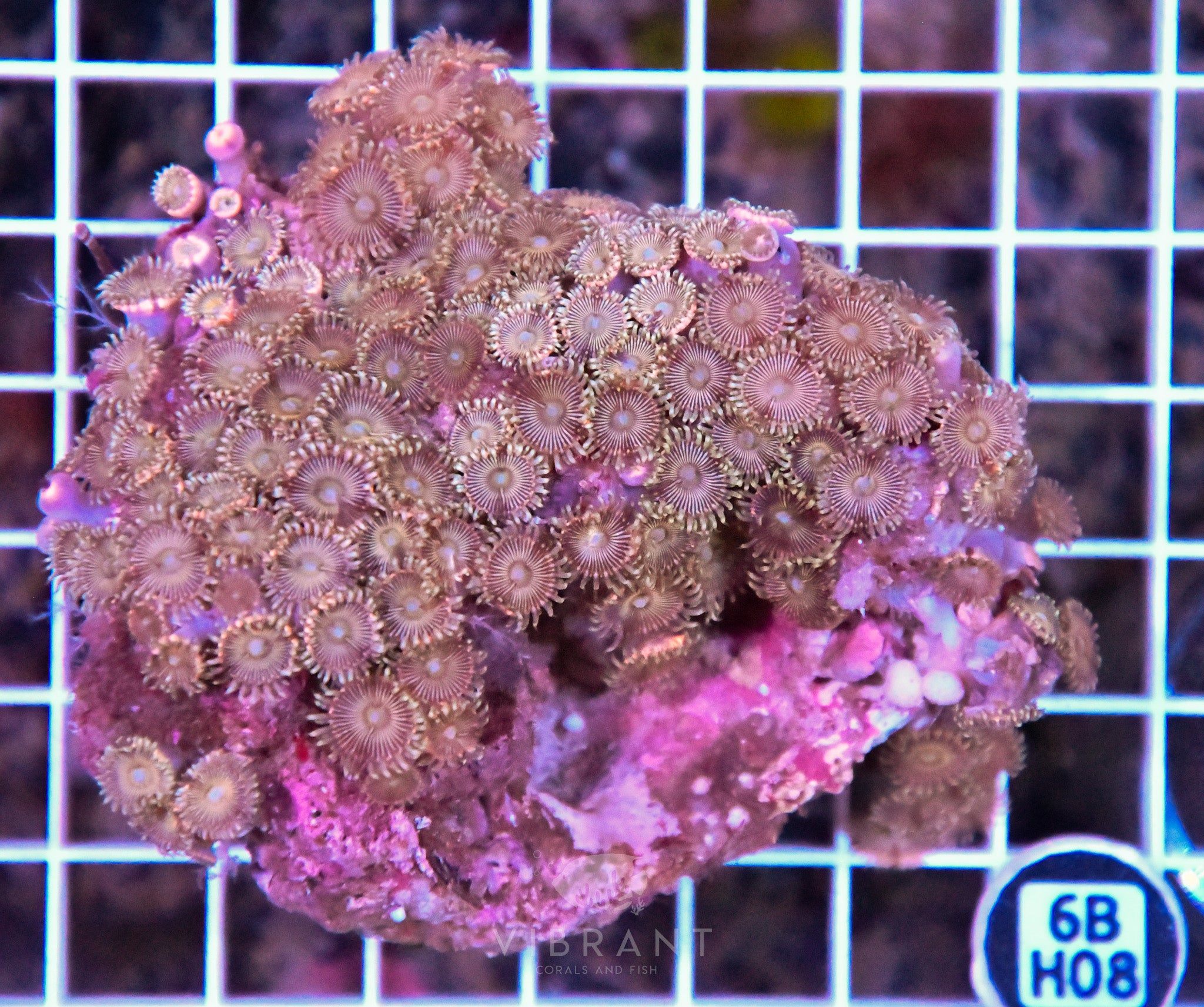 Zoa INDO W