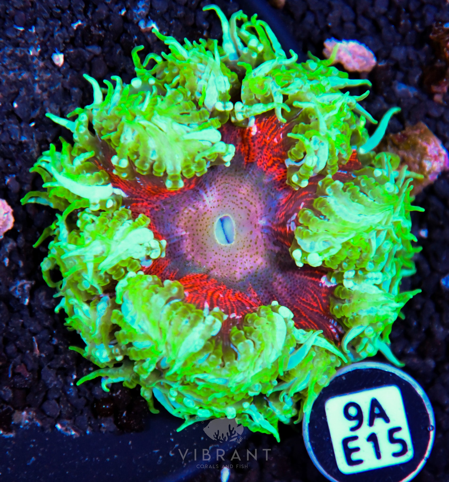 Rock Flower Anemone