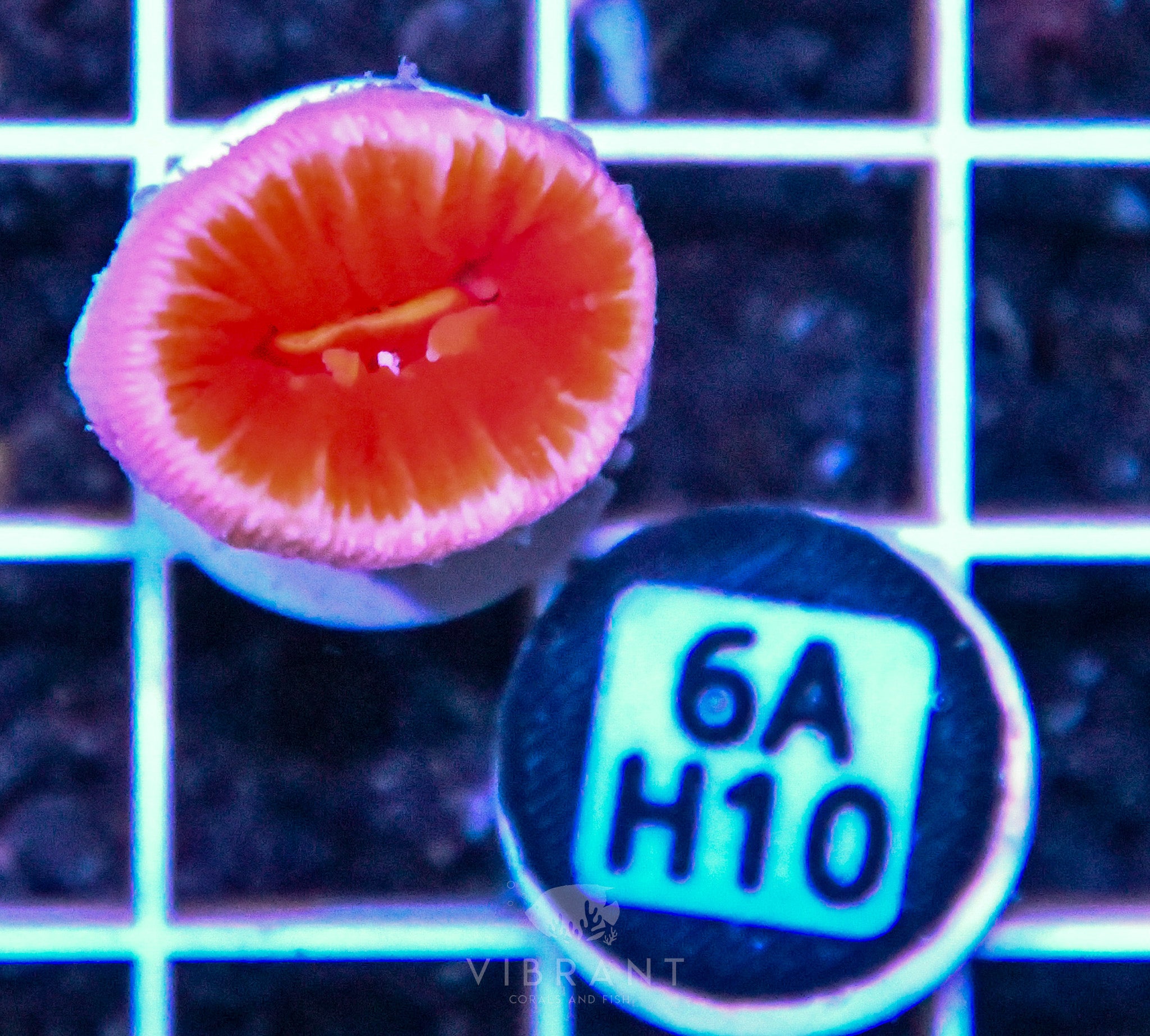 Dendro Fat Head ASIAN