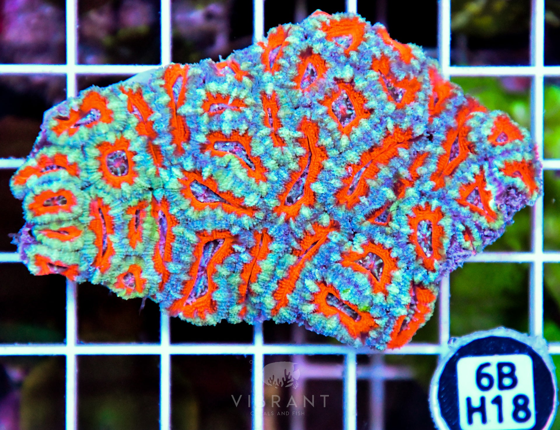 Acan Lord AUS