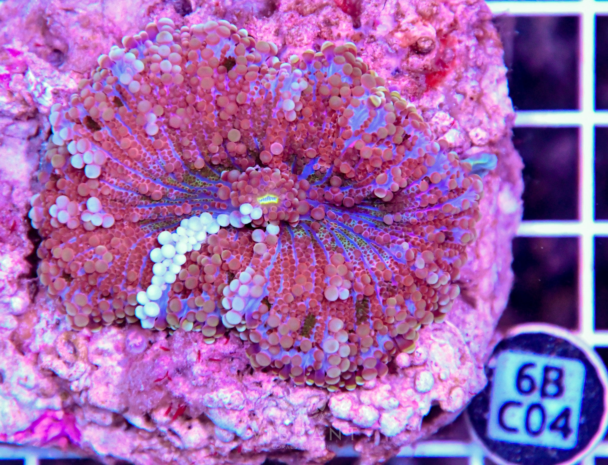 Mushroom INDO