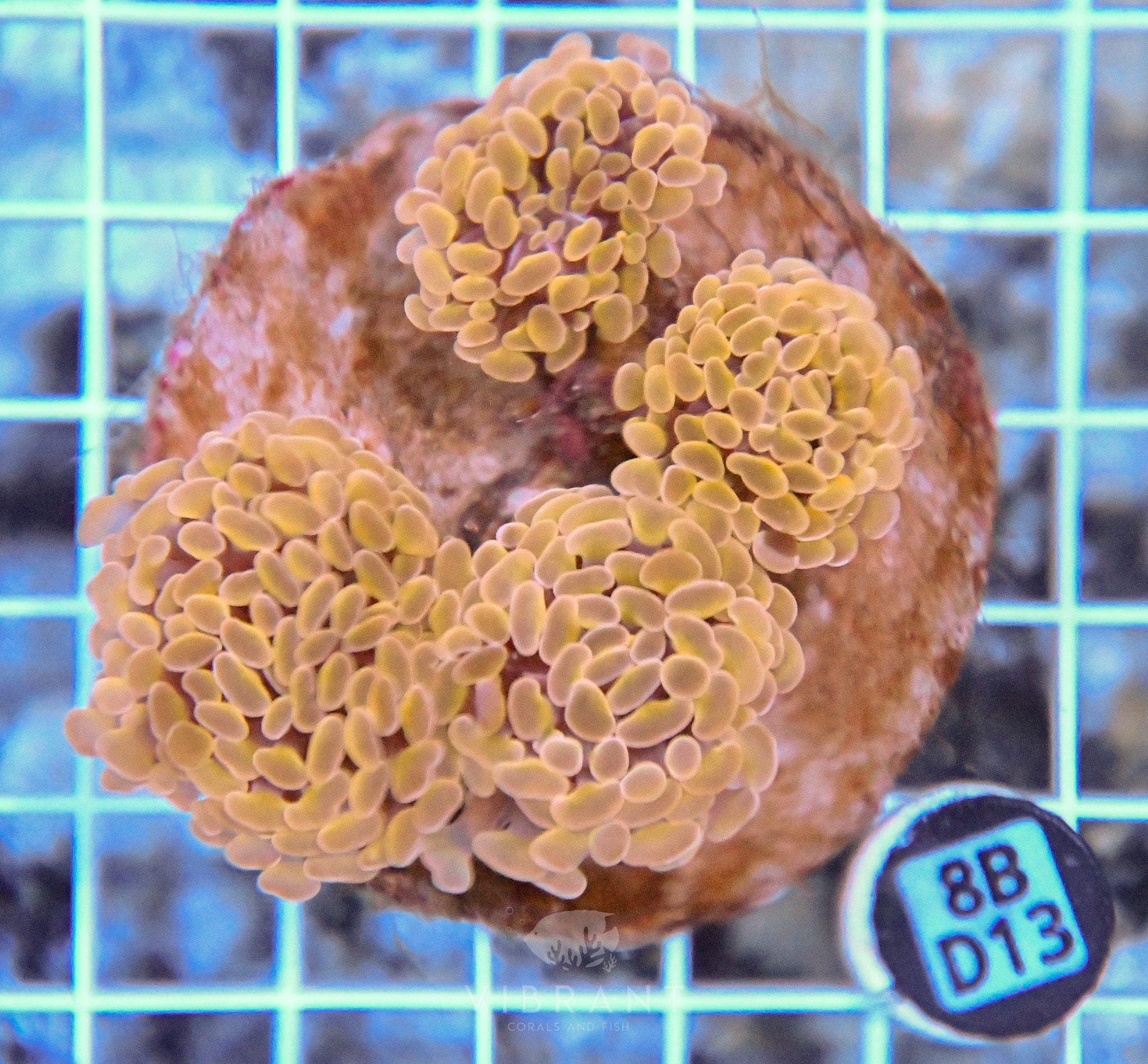 Hammer Branching INDO