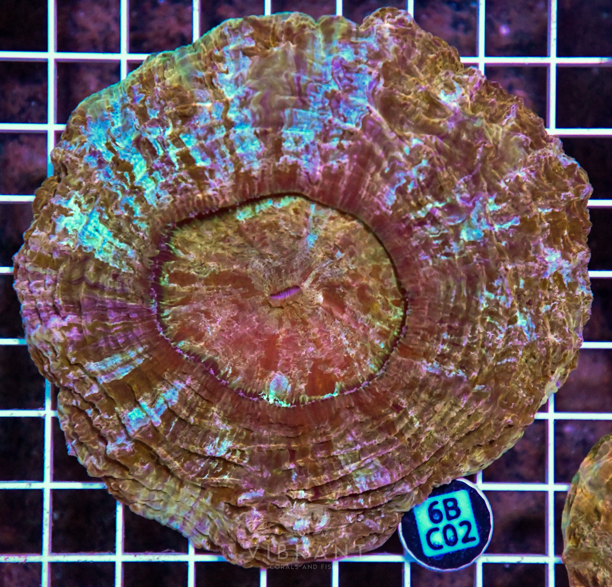 Acanthophyllia INDO W