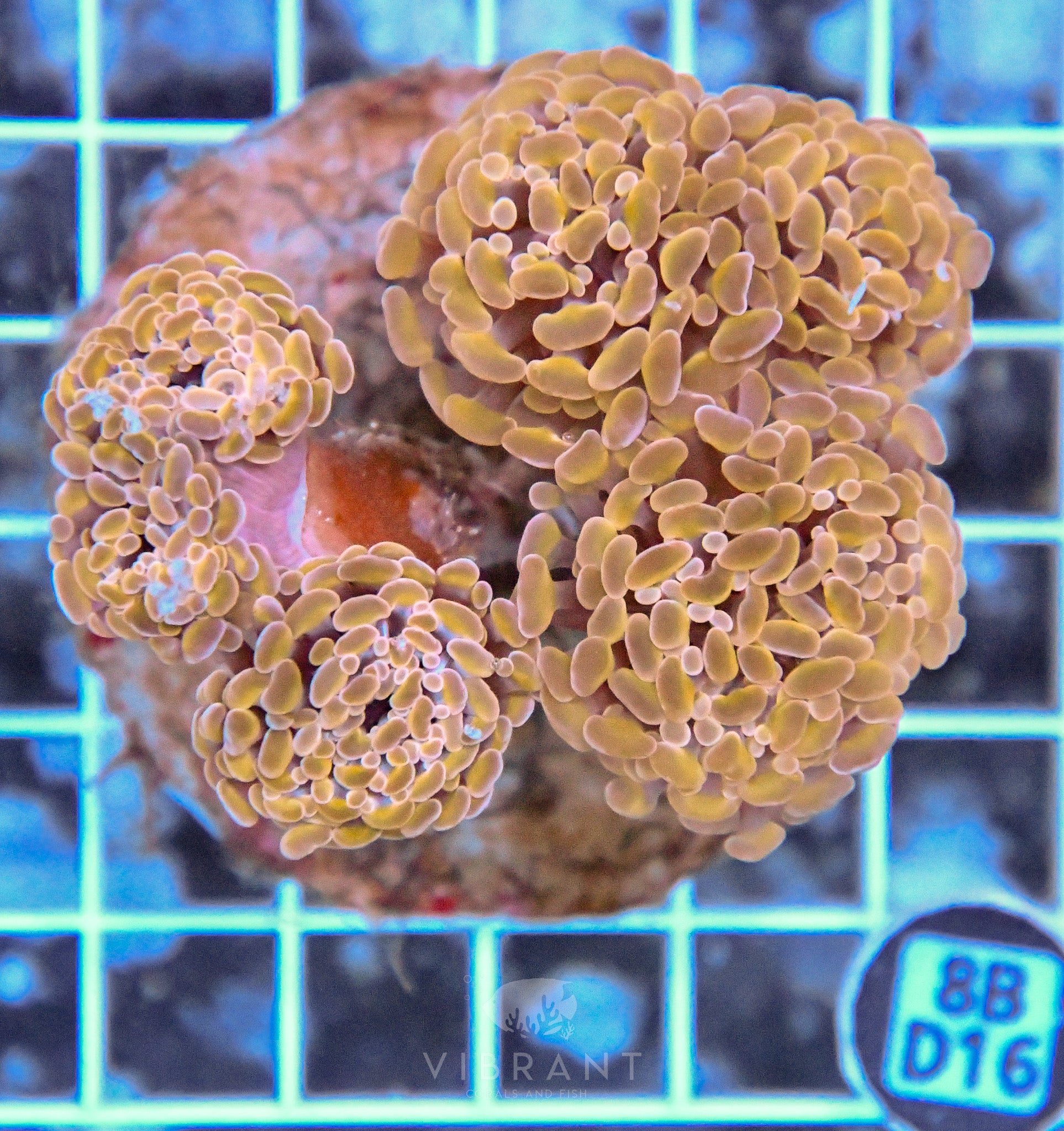 Hammer Branching INDO