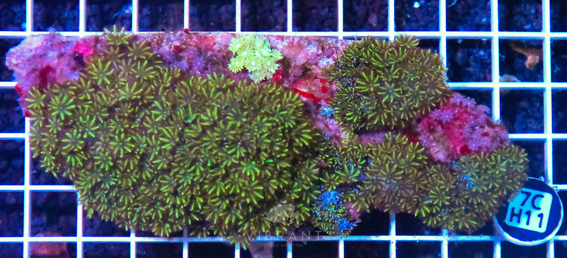 Blue Sympodium