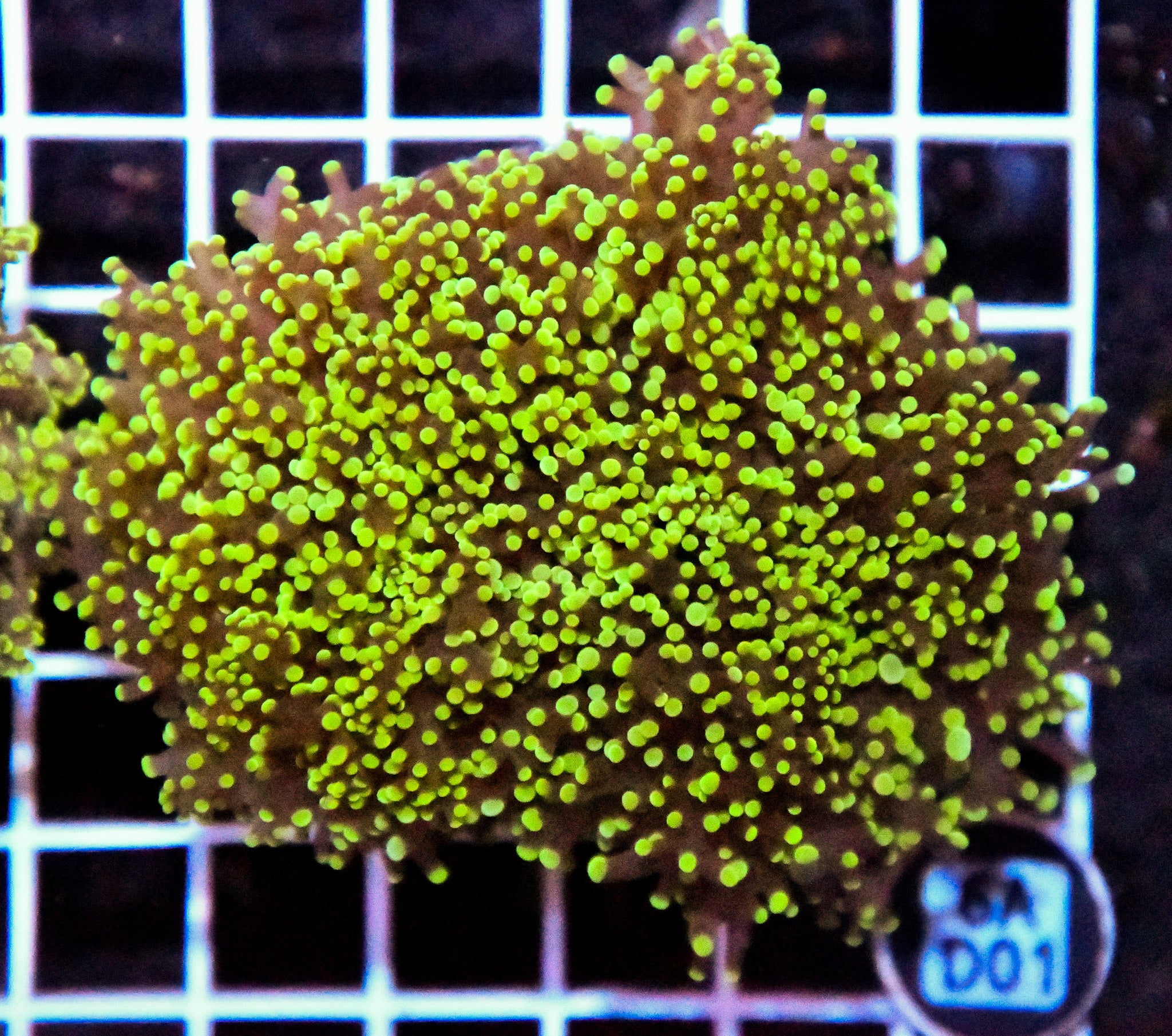 Yaeyamaensis Branching INDO