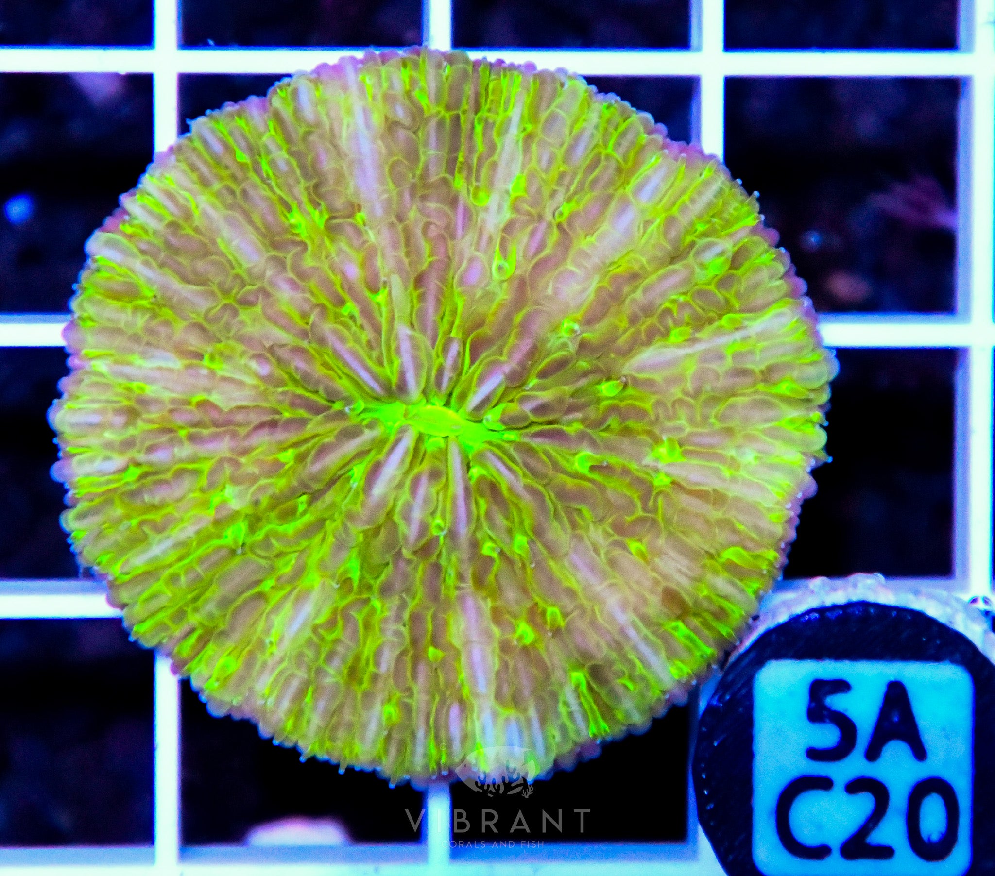 Fungia AUS