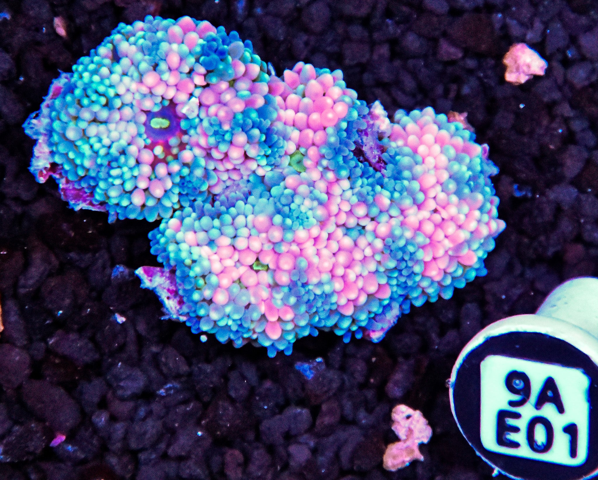 Ricordea Mushroom
