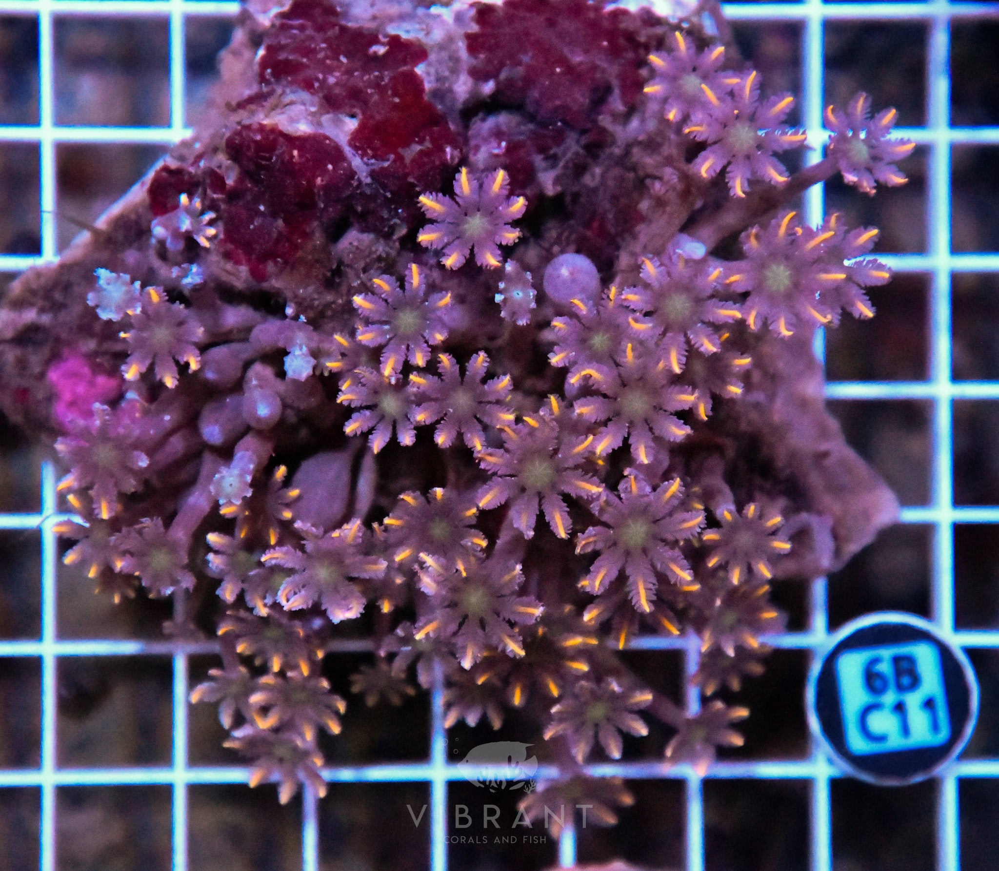 Clove Polyp INDO W