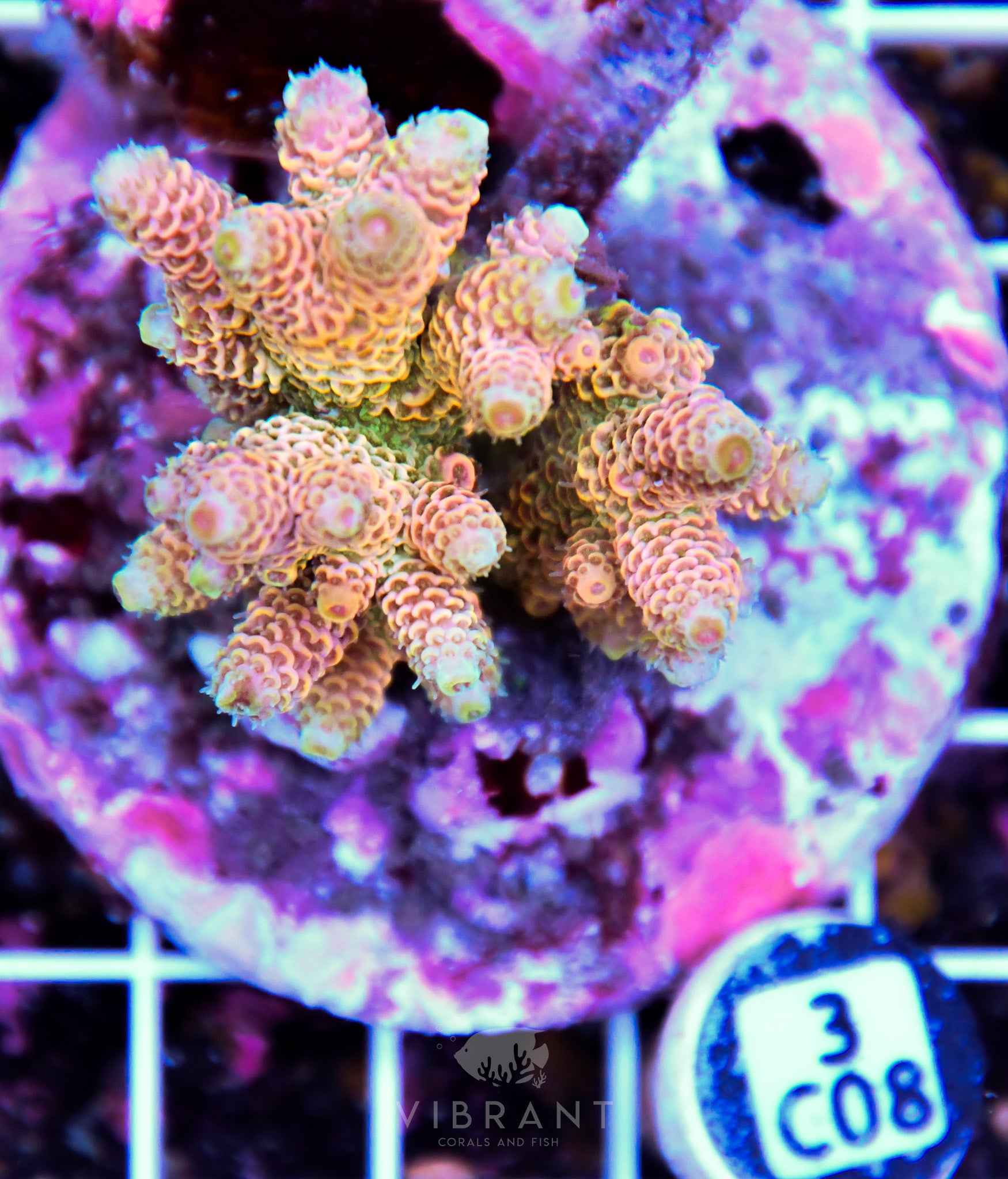 Acro INDO