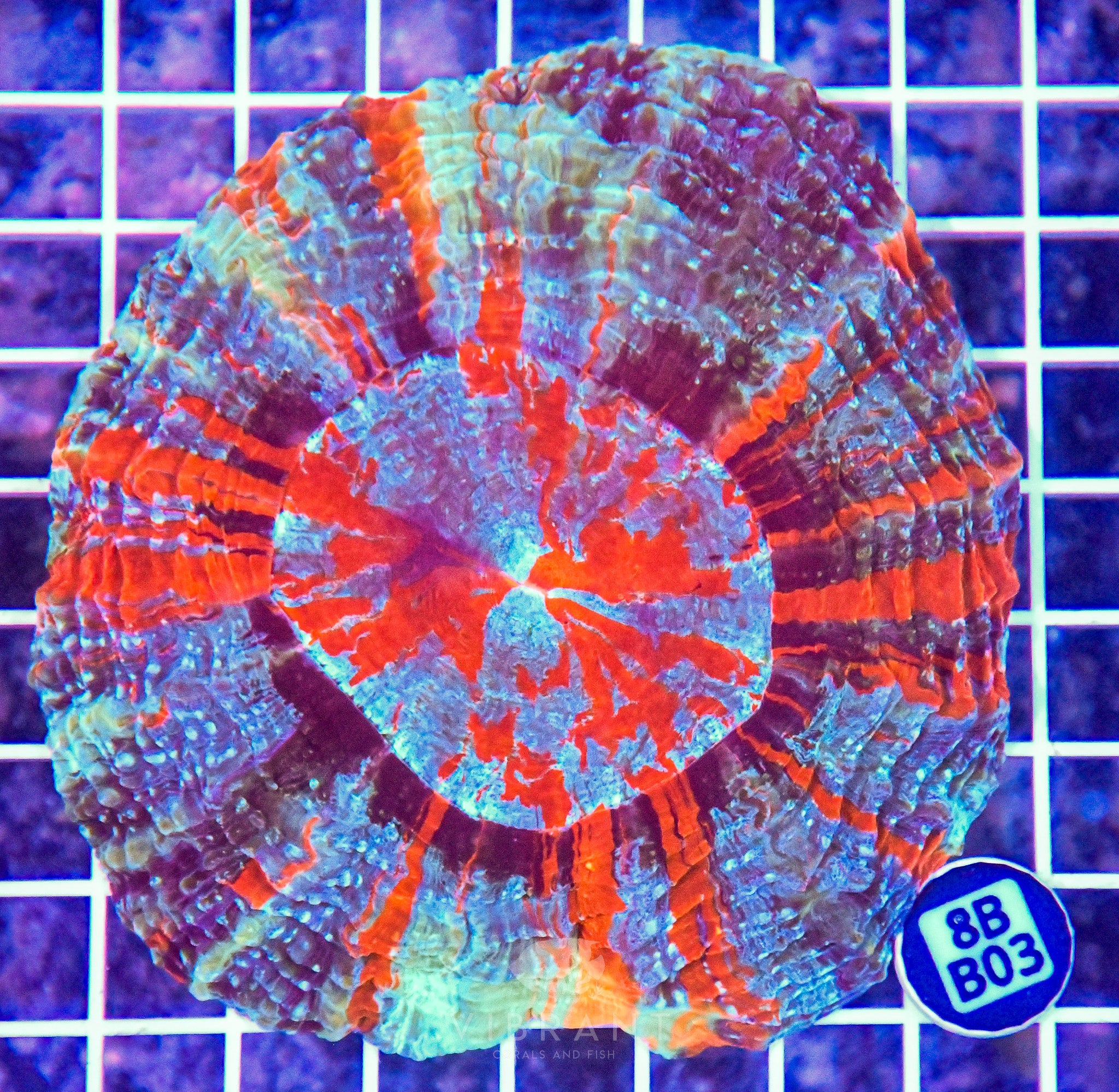 Acanthophyllia INDO W