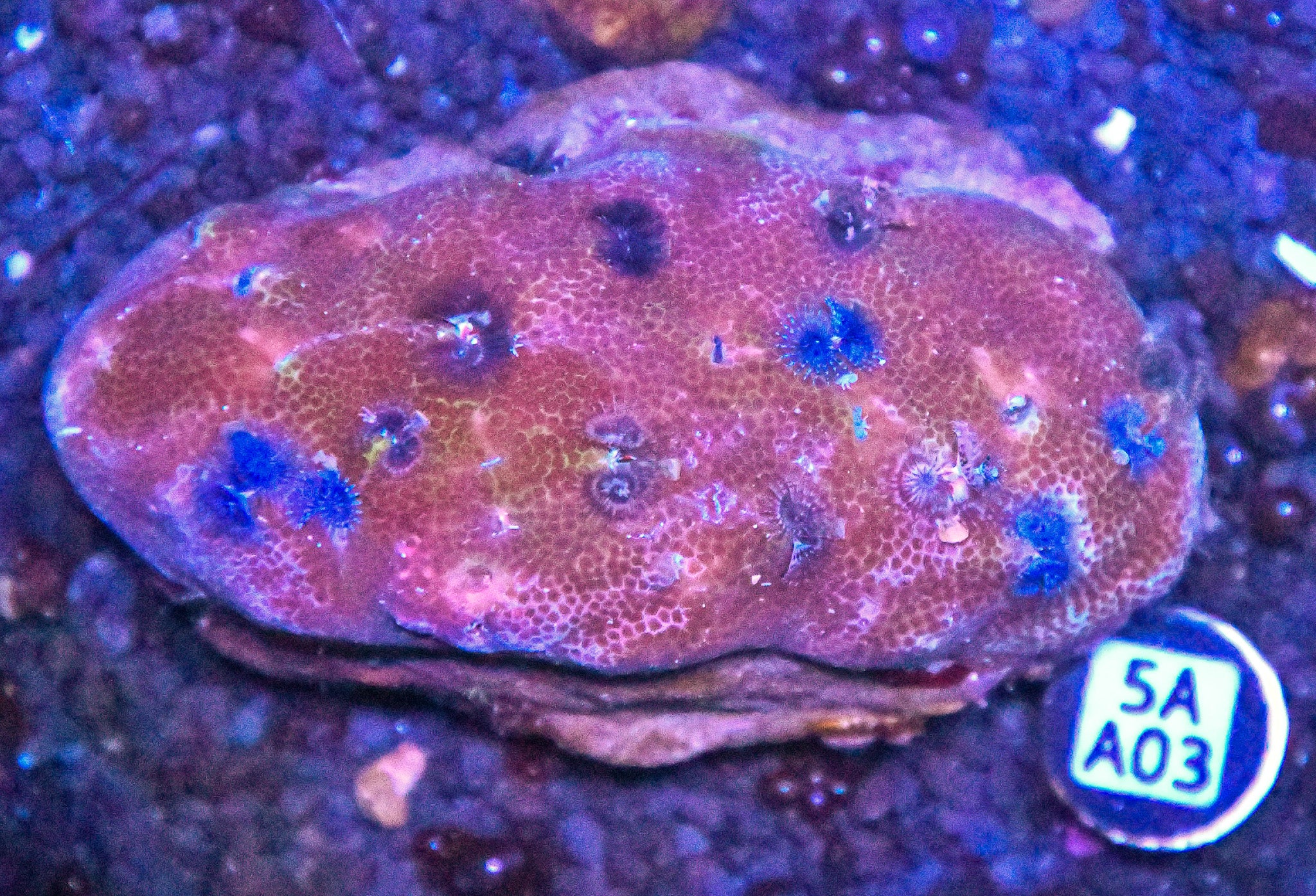 Christmas Rock INDO W