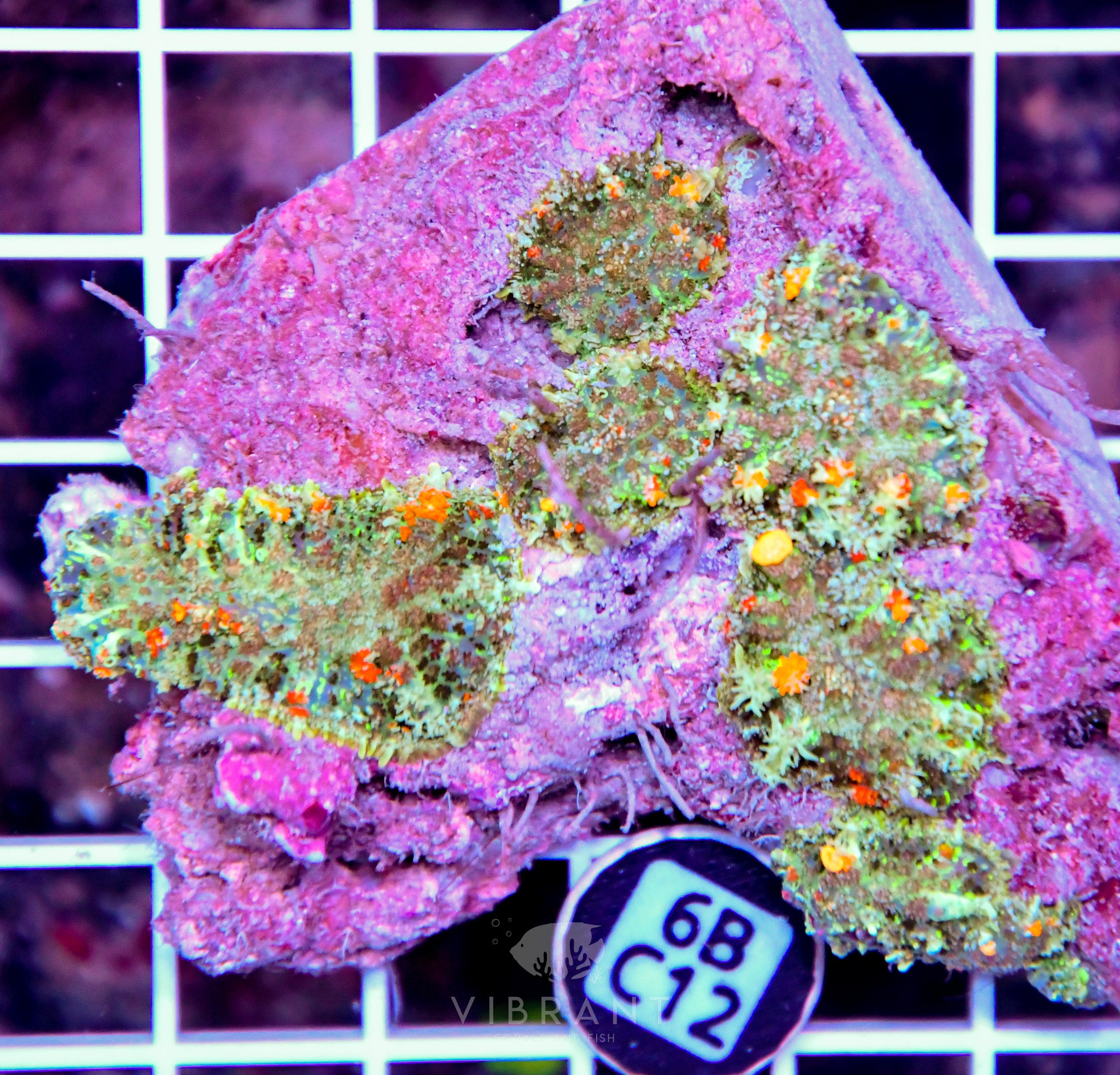 Mushroom INDO