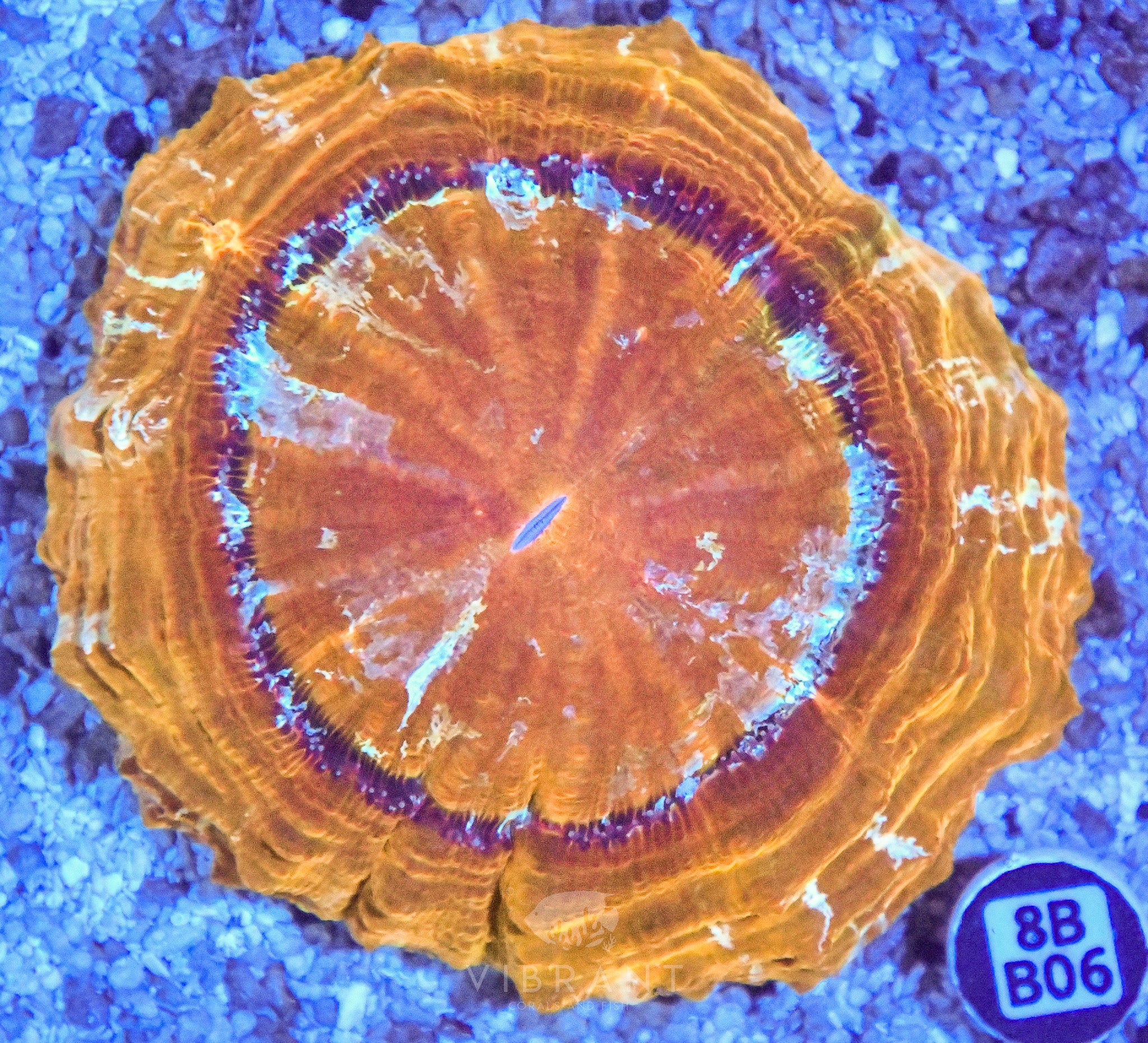 Acanthophyllia  INDO W