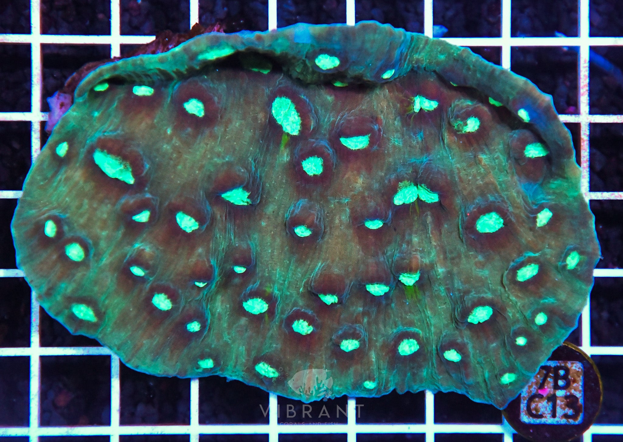 Chalice Ultra INDO W