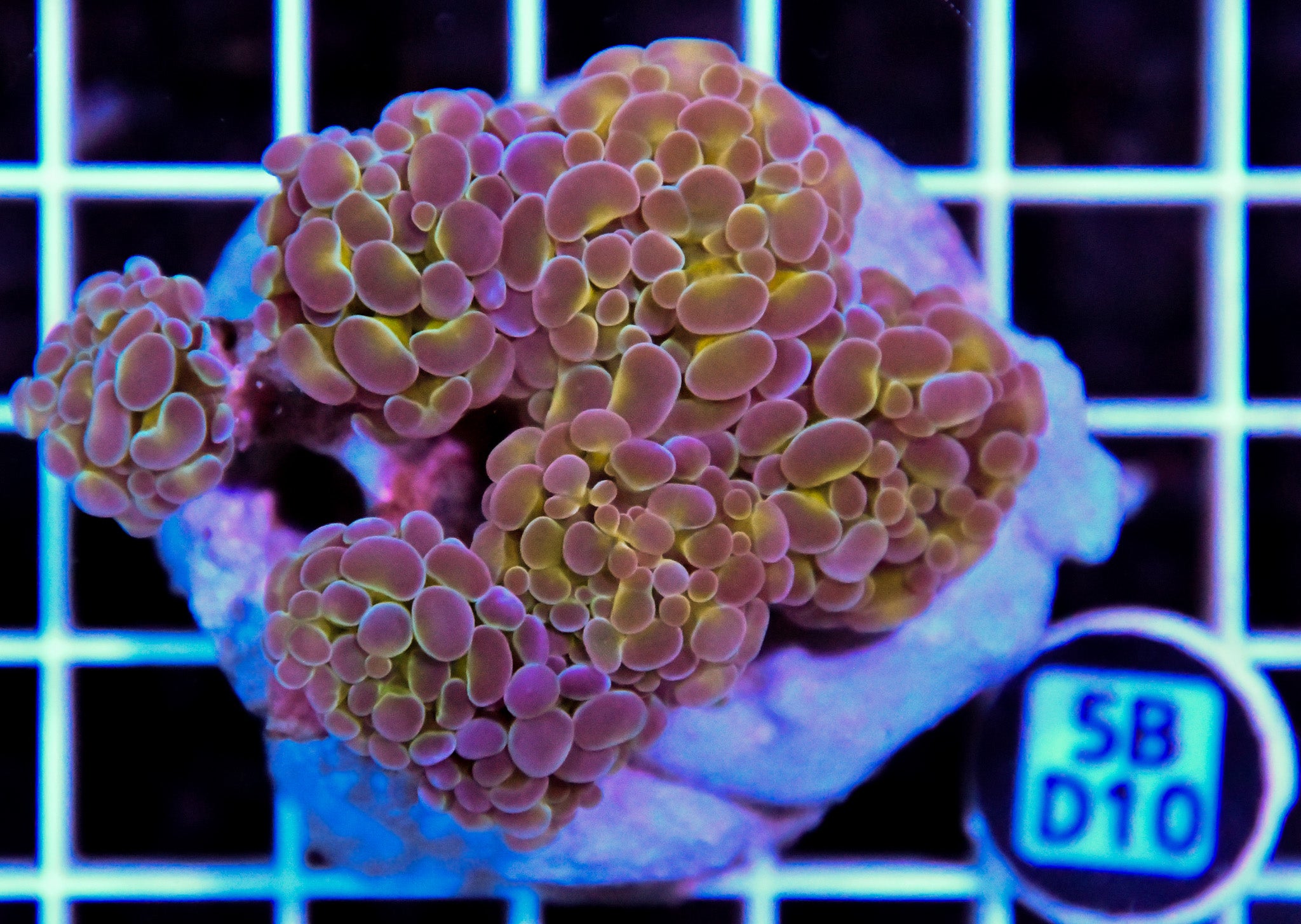 Hammer Branching INDO Halogram
