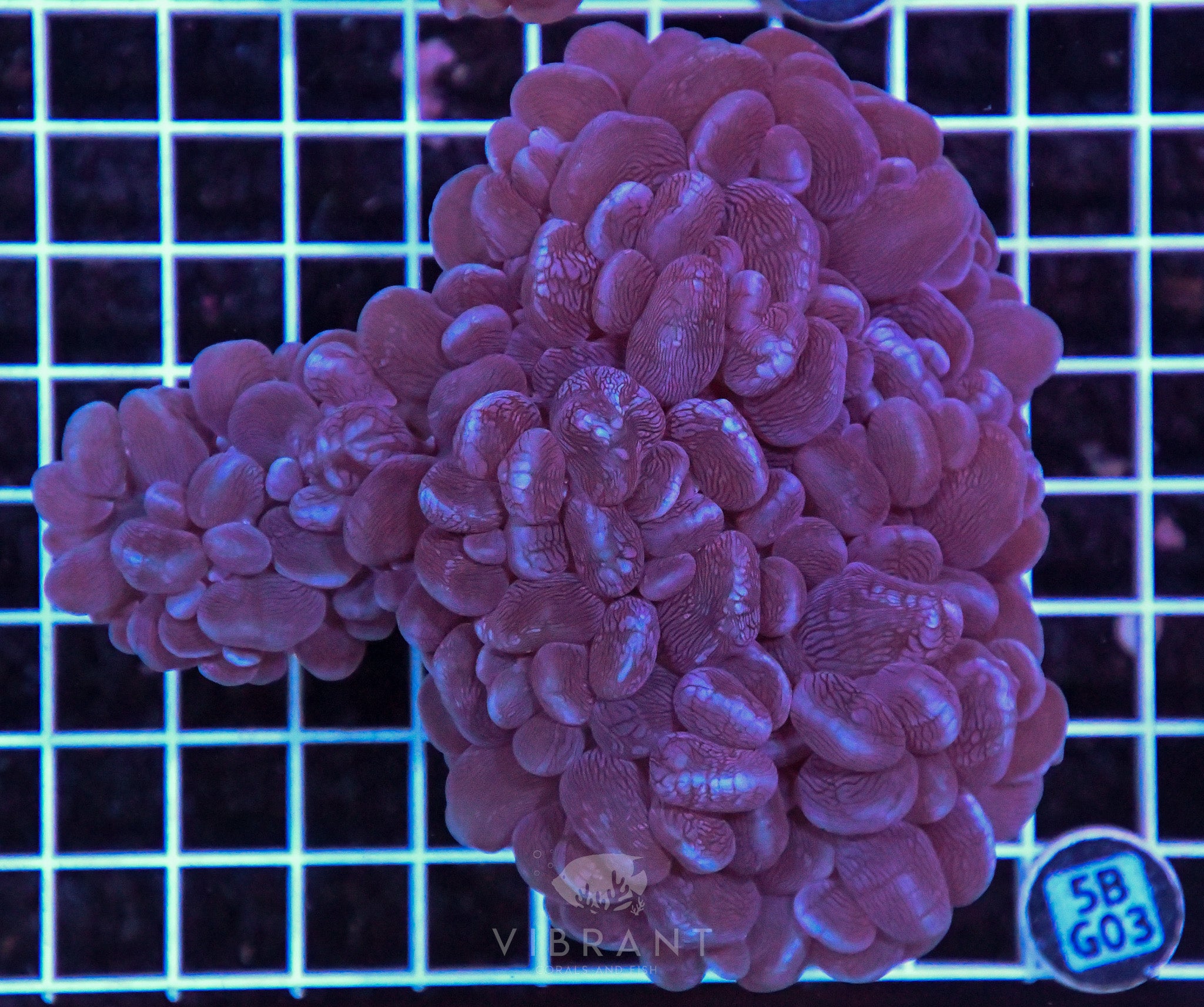 Bubble Coral AUS