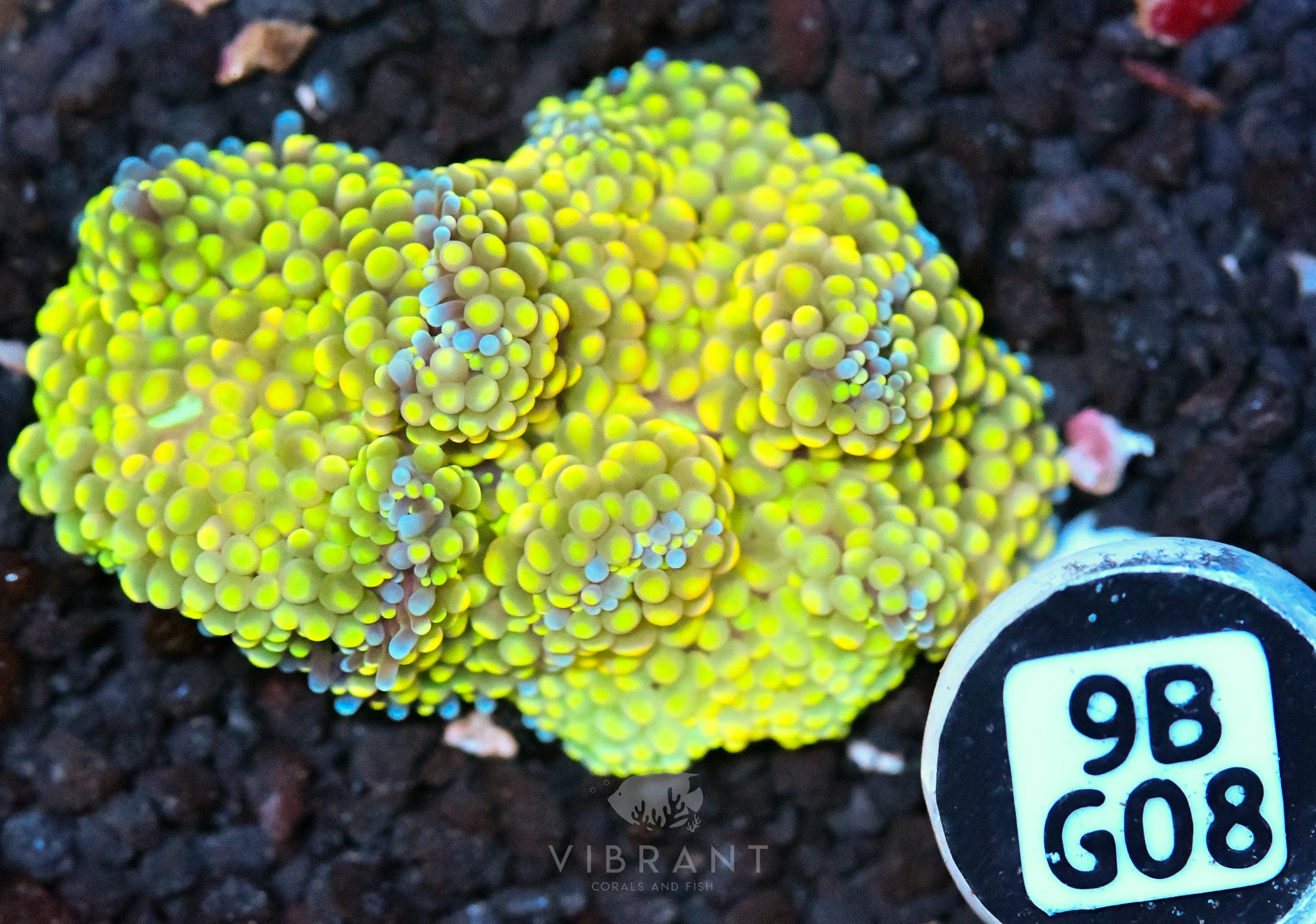 Ricordea Mushroom