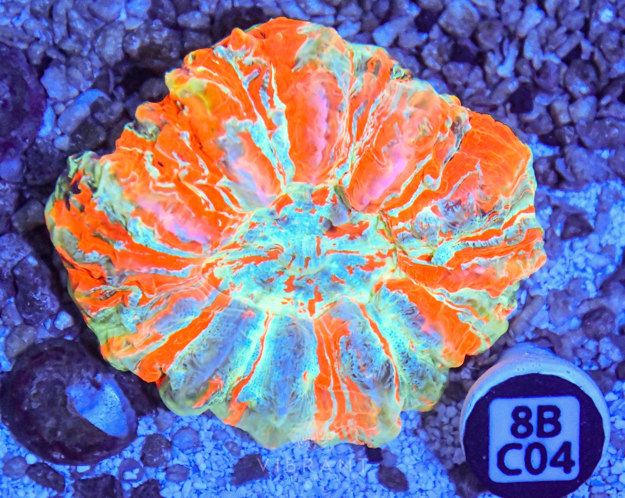 Acanthophyllia  INDO W