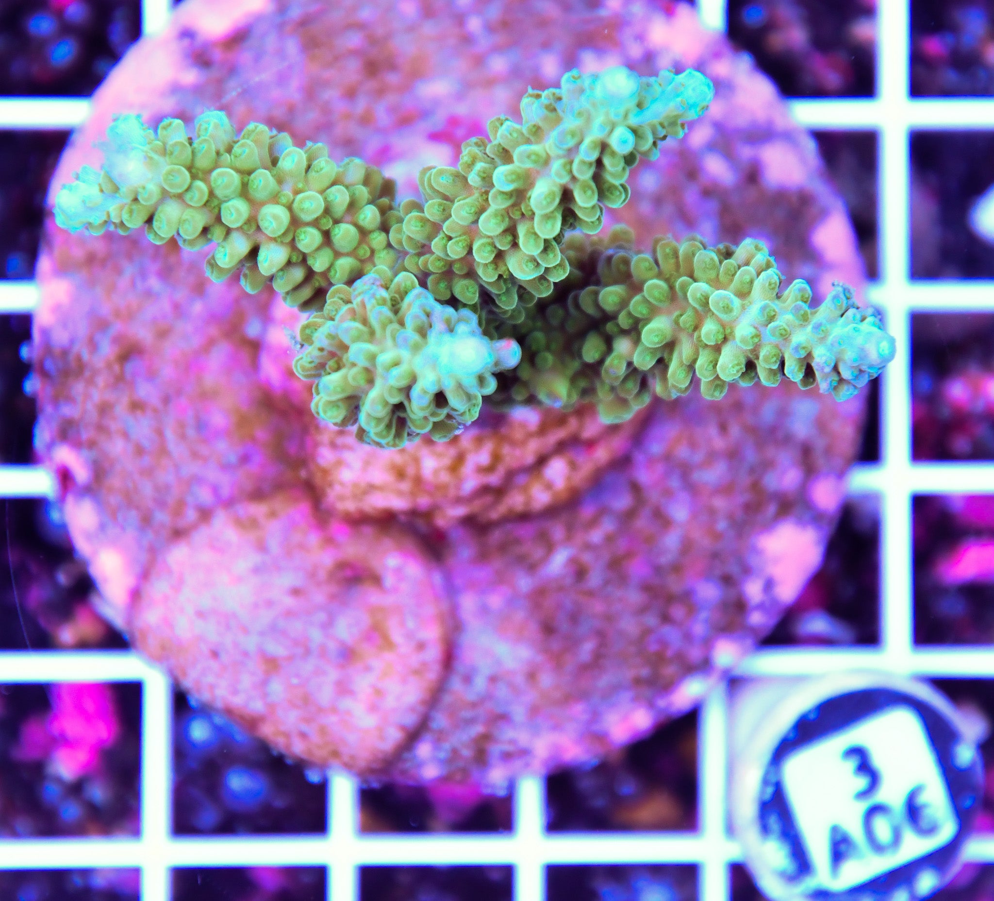 Acro INDO