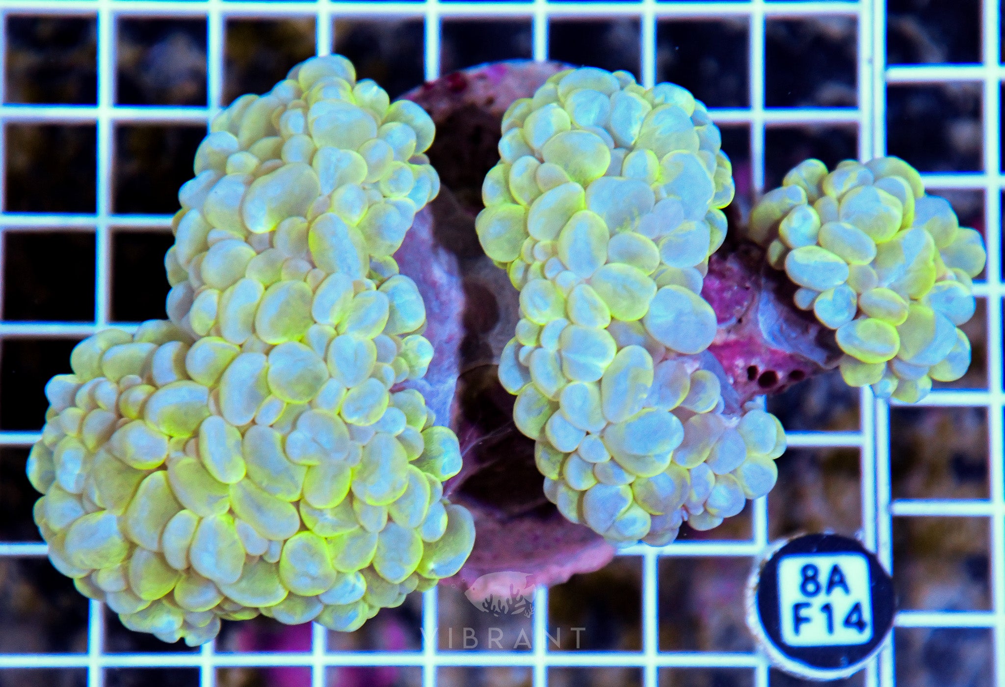Bubble Coral INDO