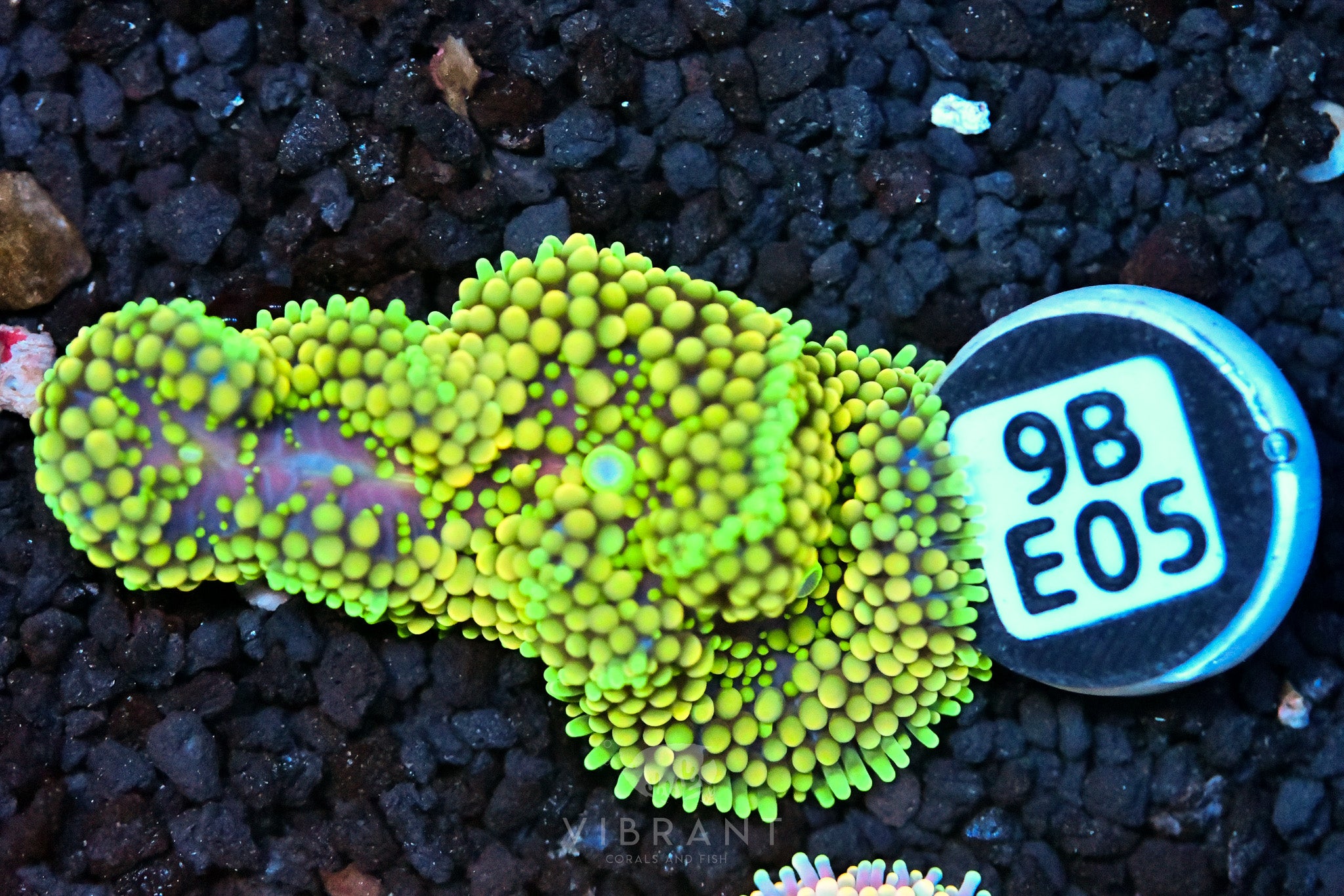 Ricordea Mushroom