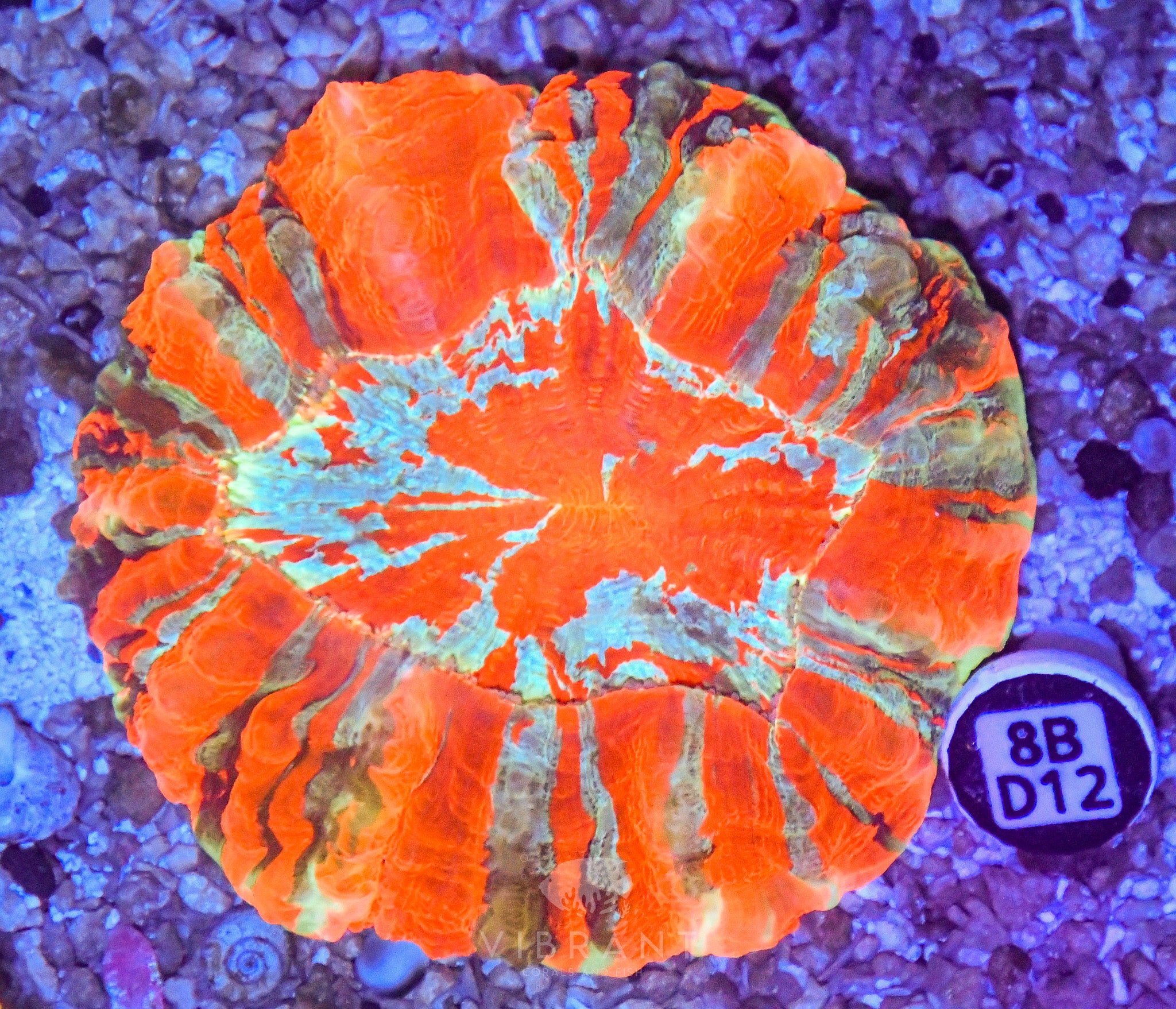 Acanthophyllia  INDO W